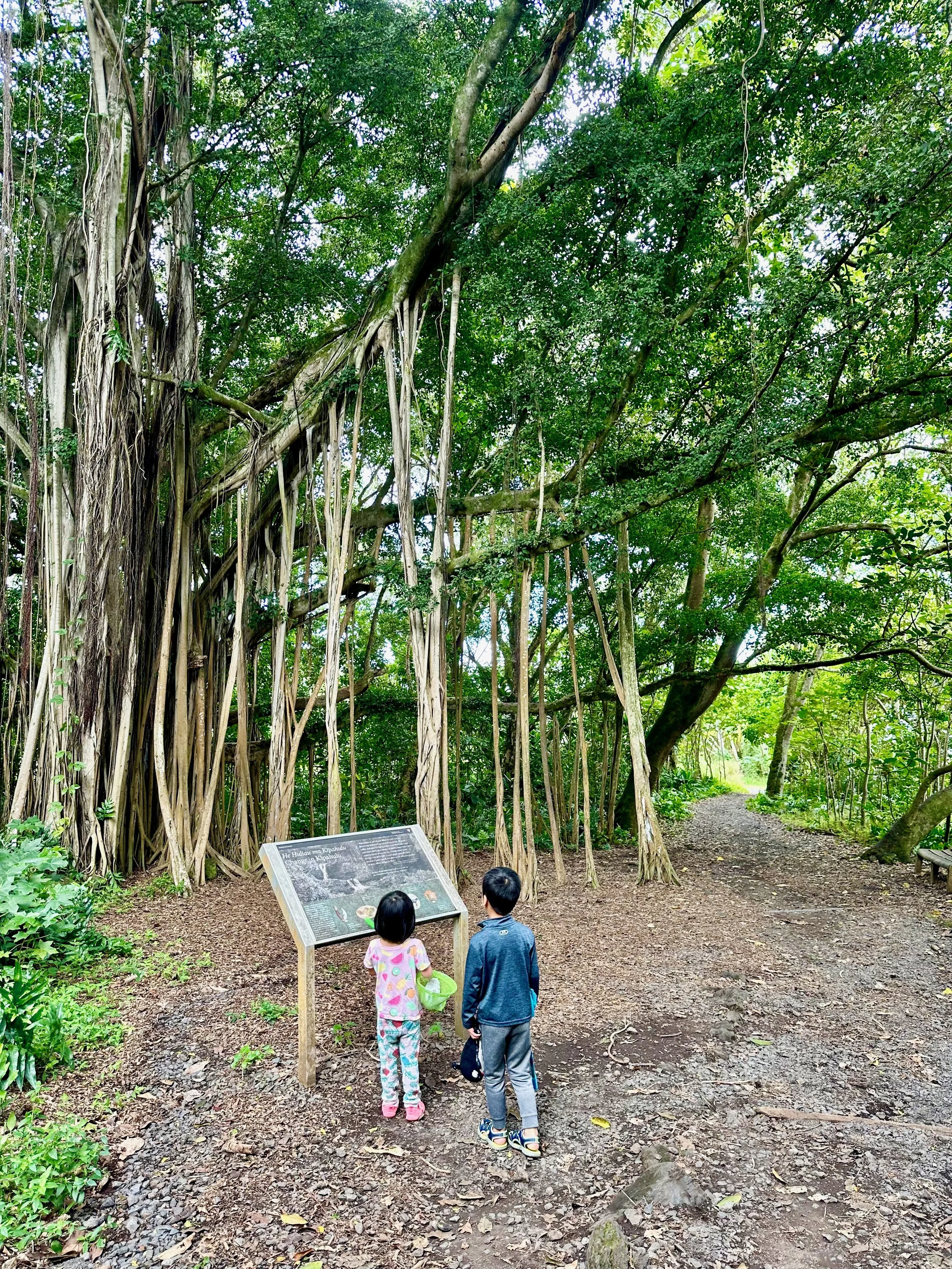 Under the banyan tree