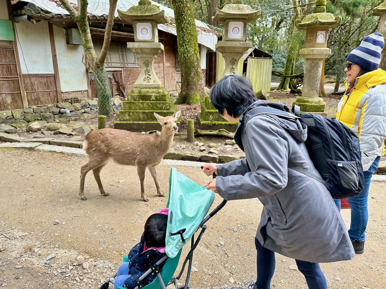 In Nara, the deer roam free