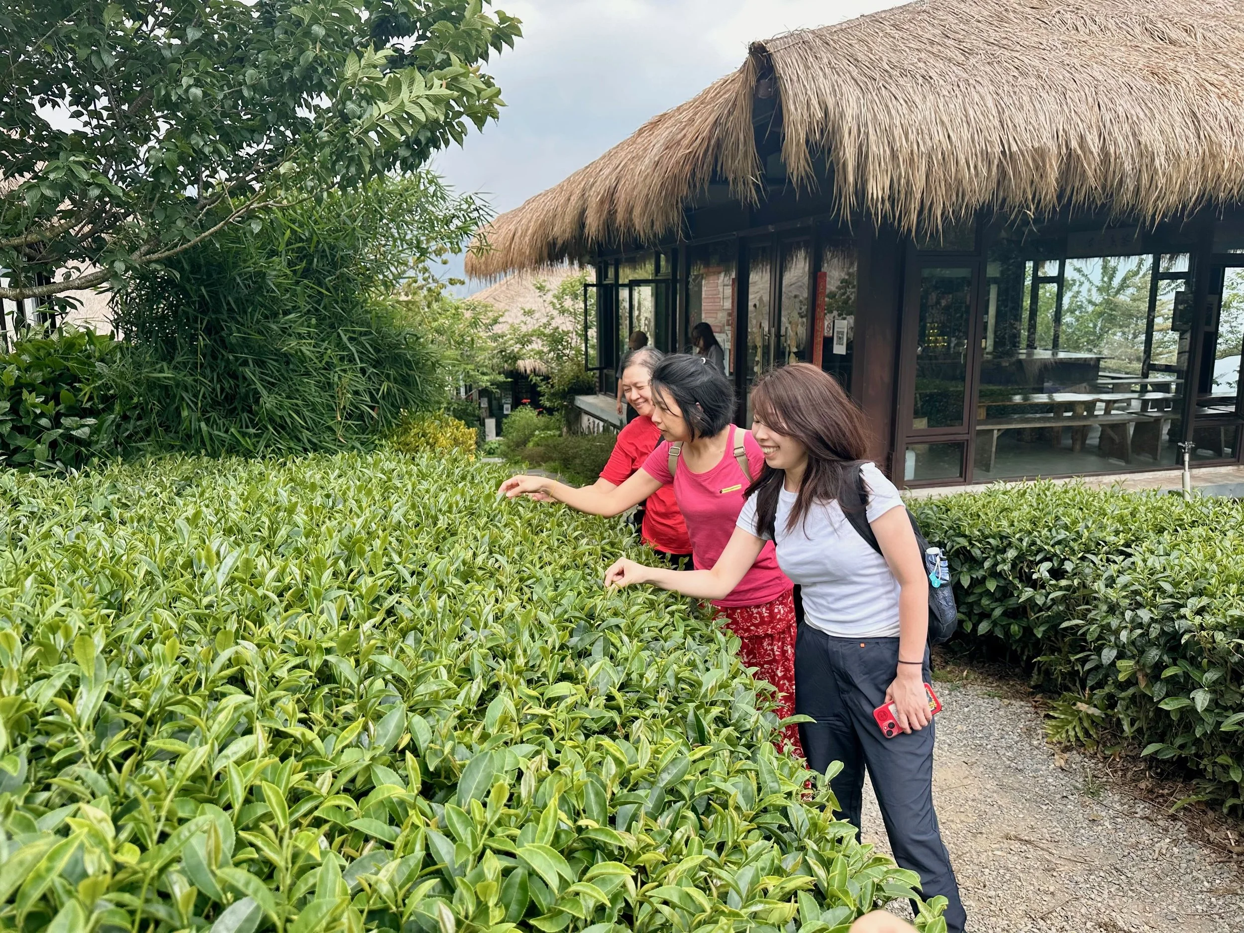 Picking tea leaves