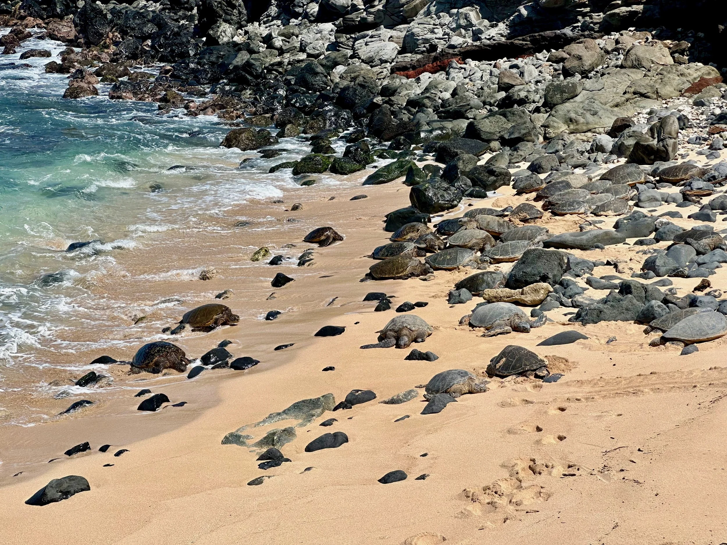Sea turtles!