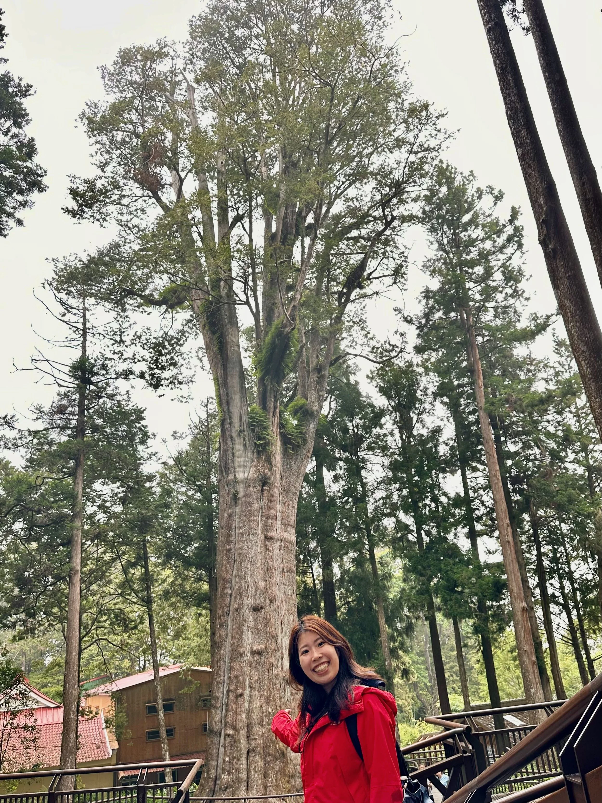 600 year old cypress tree