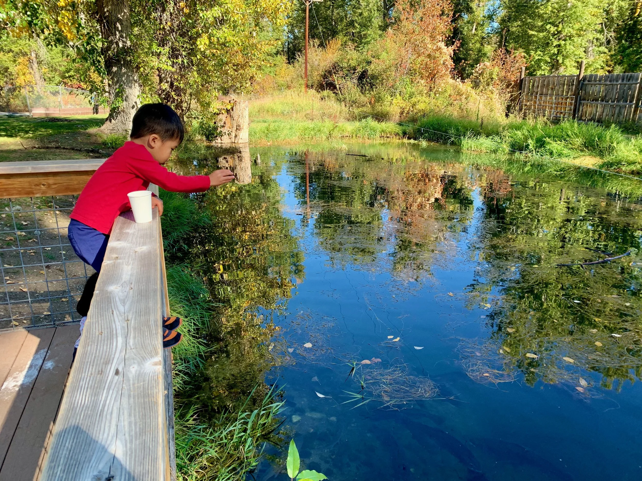 Feeding the trout at the fish hatchery