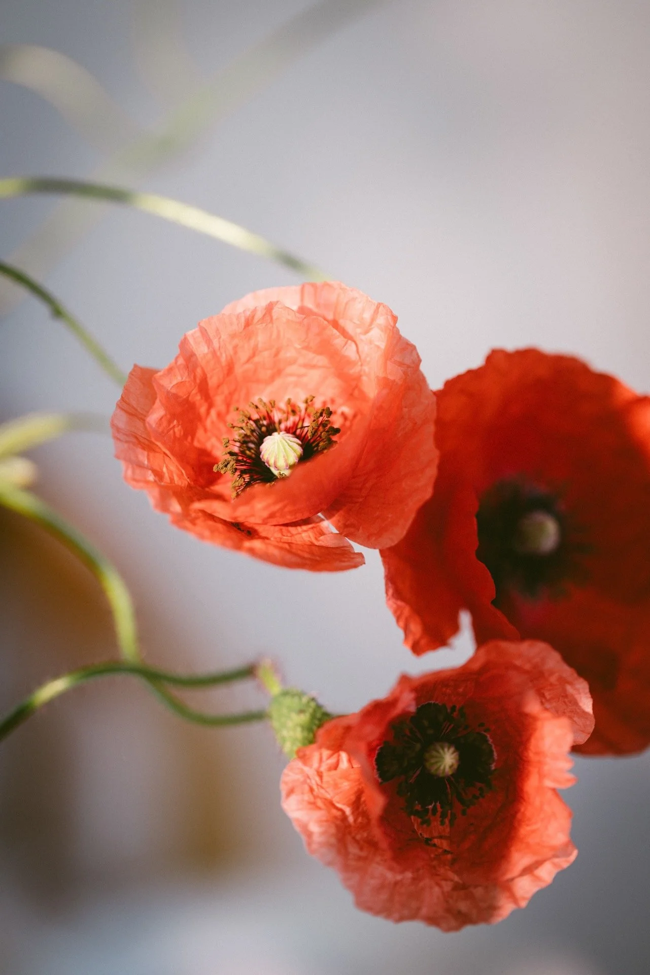 Phytotherapie