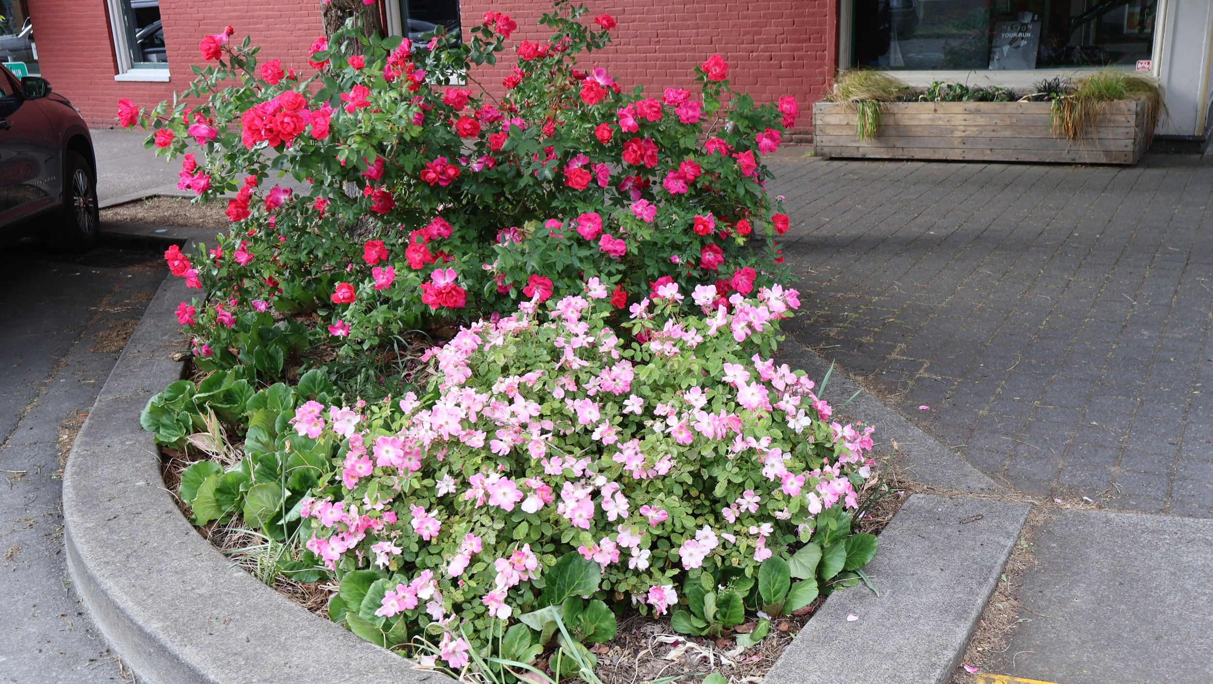 Pink and red flowers in a curb planter on a city sidewalk in front of a brick building.