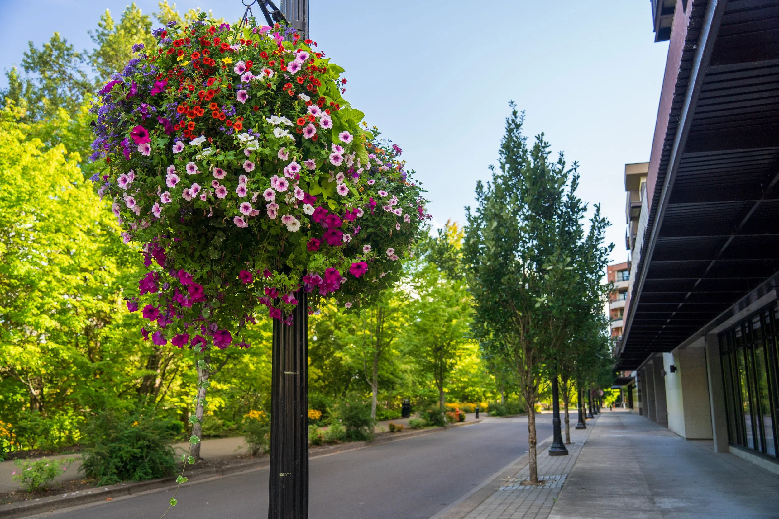 A hanging flower basket with pink, purple, red, white, and yellow flowers in an urban park setting, with trees, a sidewalk, and a modern building in the background.