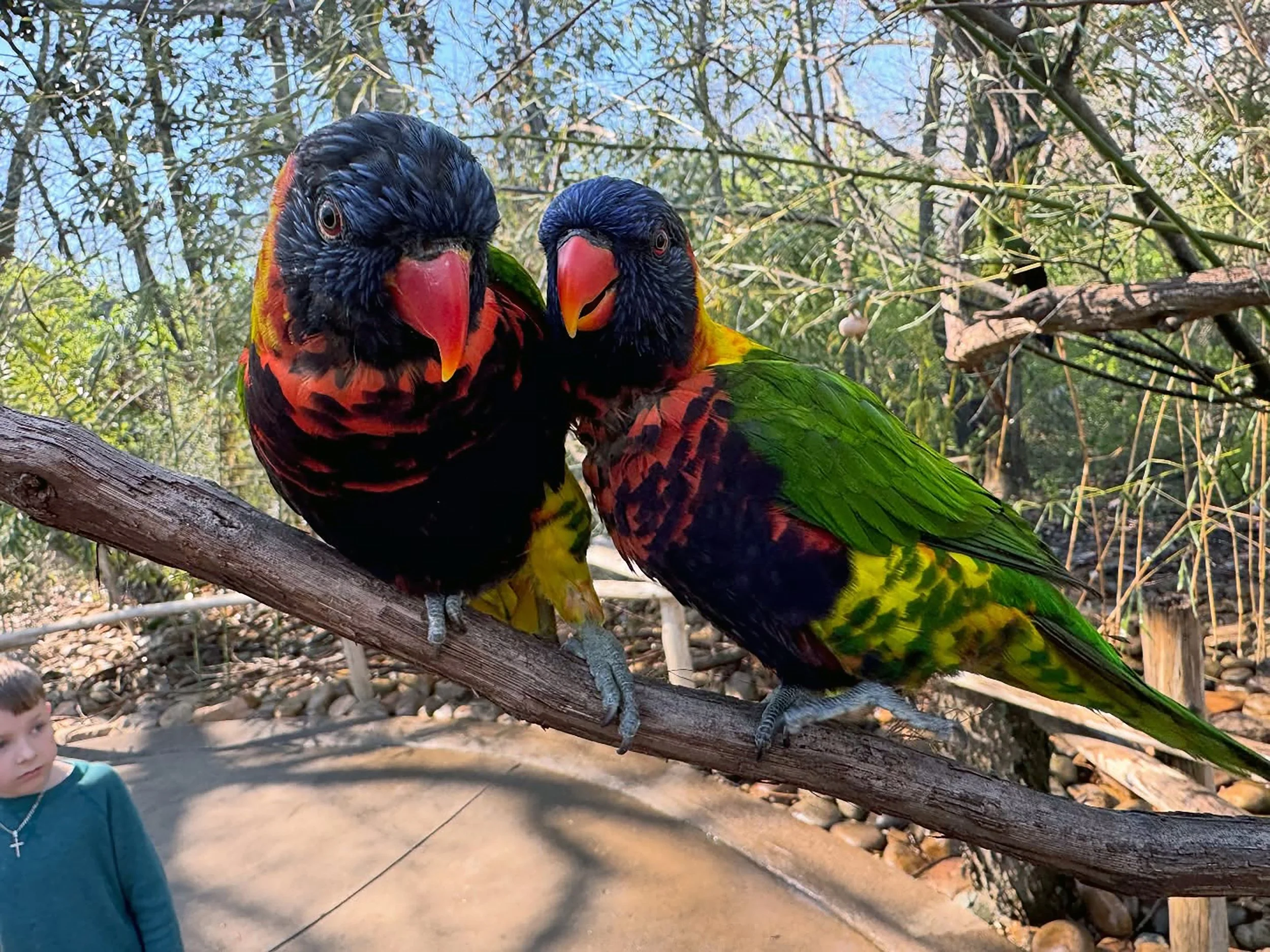 Two colorful parrots with dark faces, red beaks, and vibrant green, yellow, and red feathers perched on a branch in a forested area, with children visible in the background.