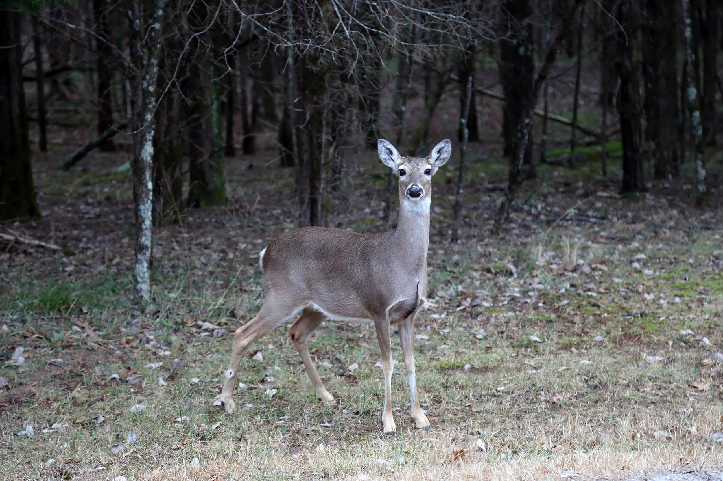 A deer standing in a wooded forest clearing during daytime.