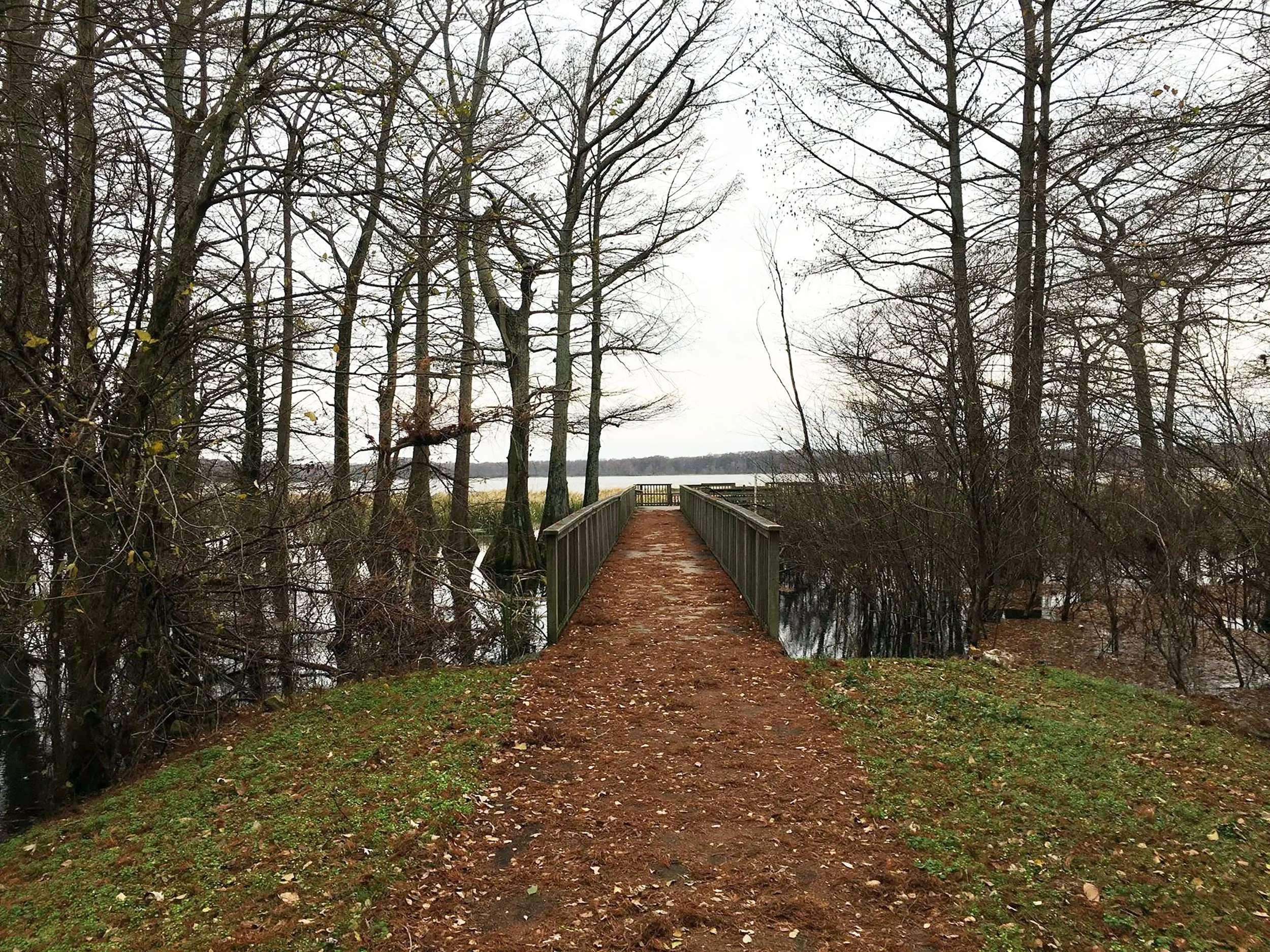 A wooden pathway through a park-like area with tall, leafless trees on either side, and a body of water in the background on a cloudy day.