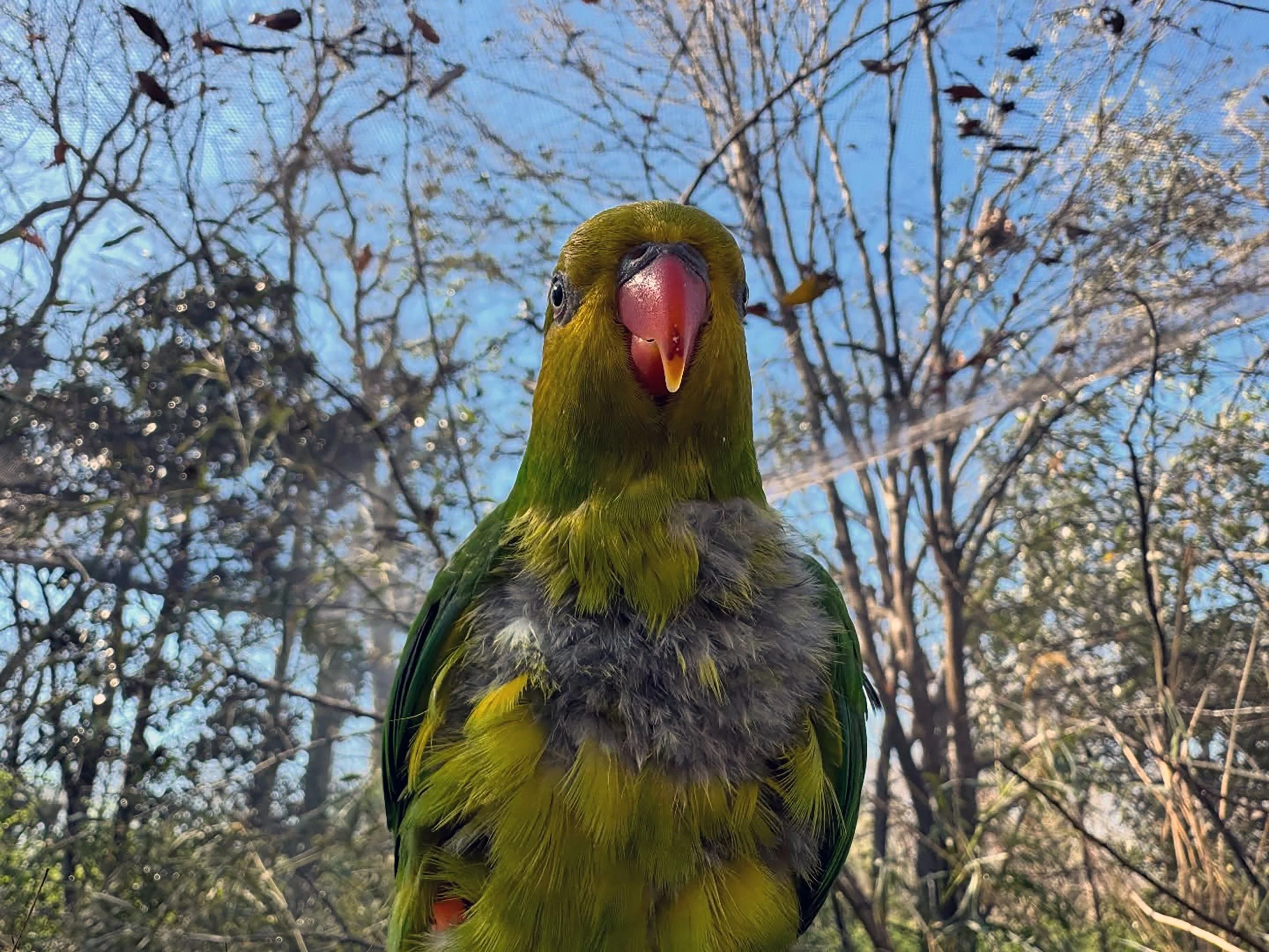 Close-up of a colorful bird with a red beak, green face, and yellow and black body, perched on a branch with a background of leafless trees and a blue sky.