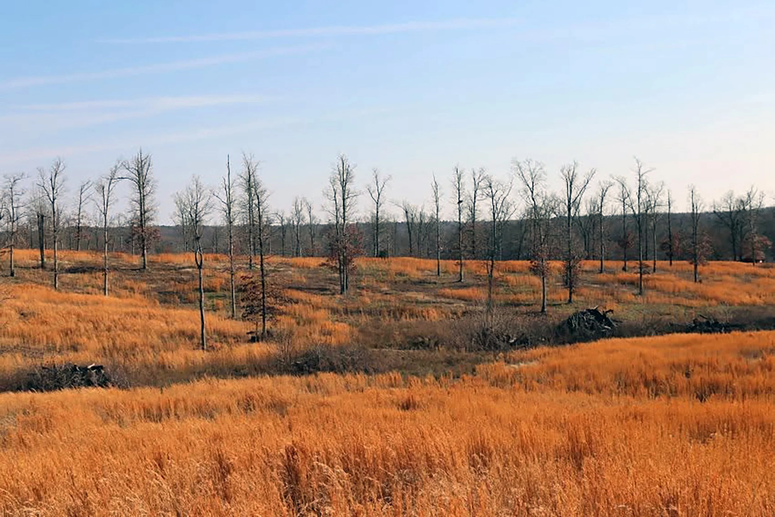 A landscape scene of a field with dry, orange grass and leafless trees under a clear blue sky.