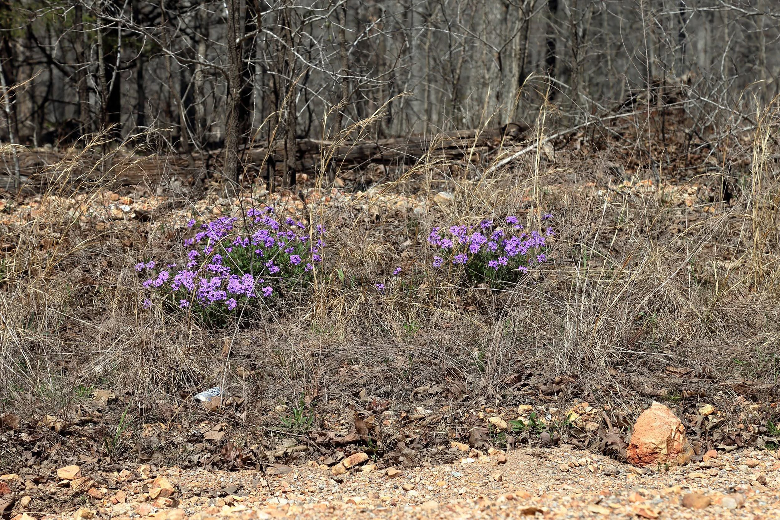 Dry, rocky ground with scattered brown leaves and twigs; sparse, dry grass; purple flowers in the foreground; trees with bare branches in the background.