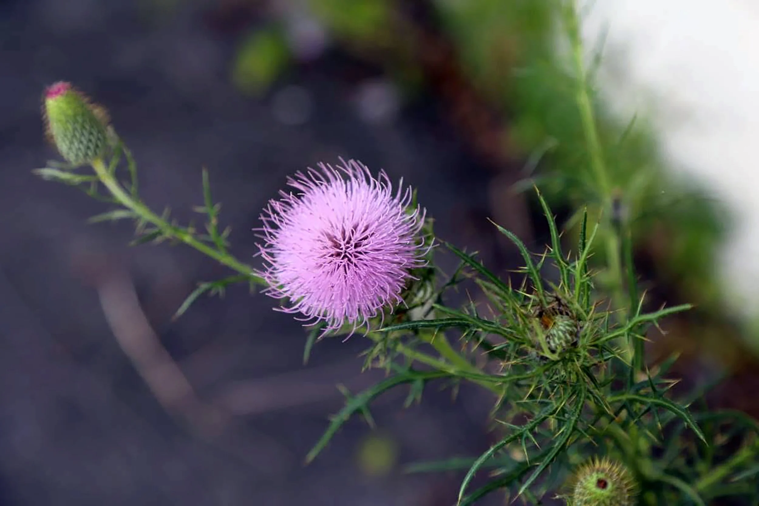Close-up of a pink-purplish thistle flower with spiky, thin petals and surrounding green spiky buds and stems on a blurred natural background.