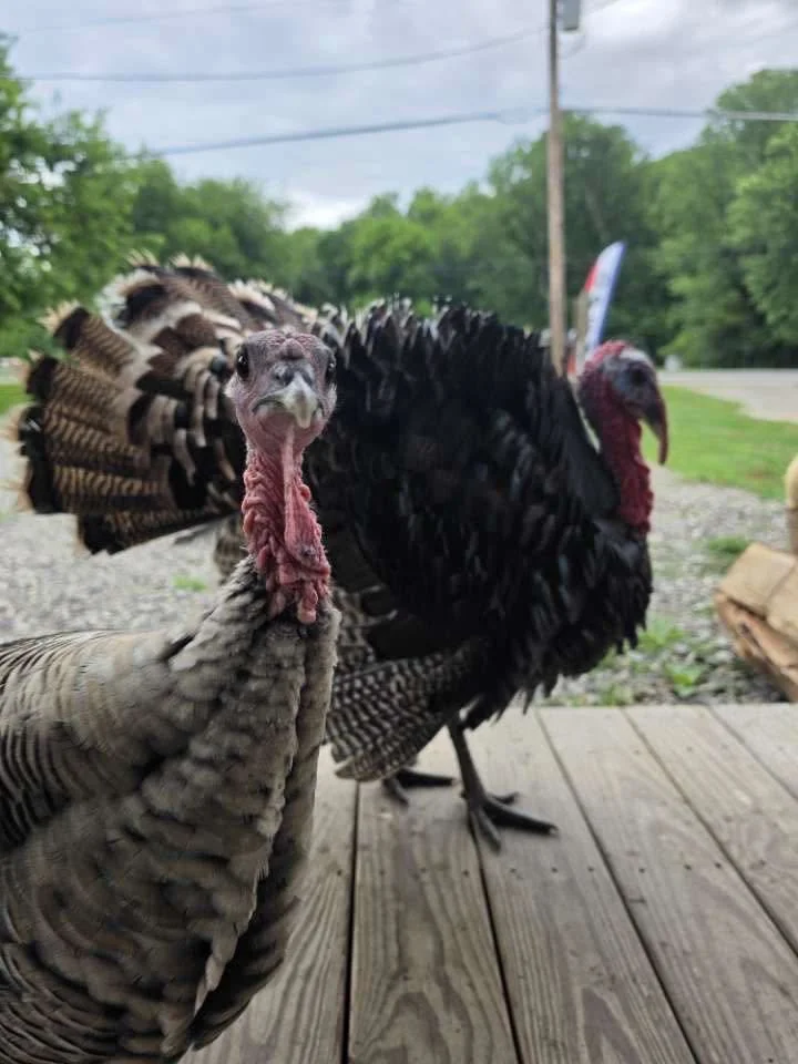 porchgreeter4.jpg
