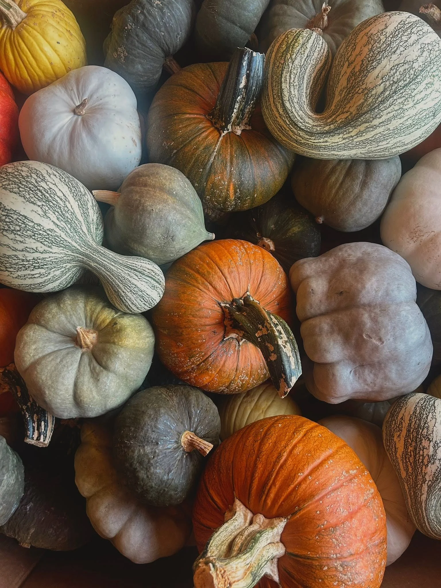 pumpkins2.jpg