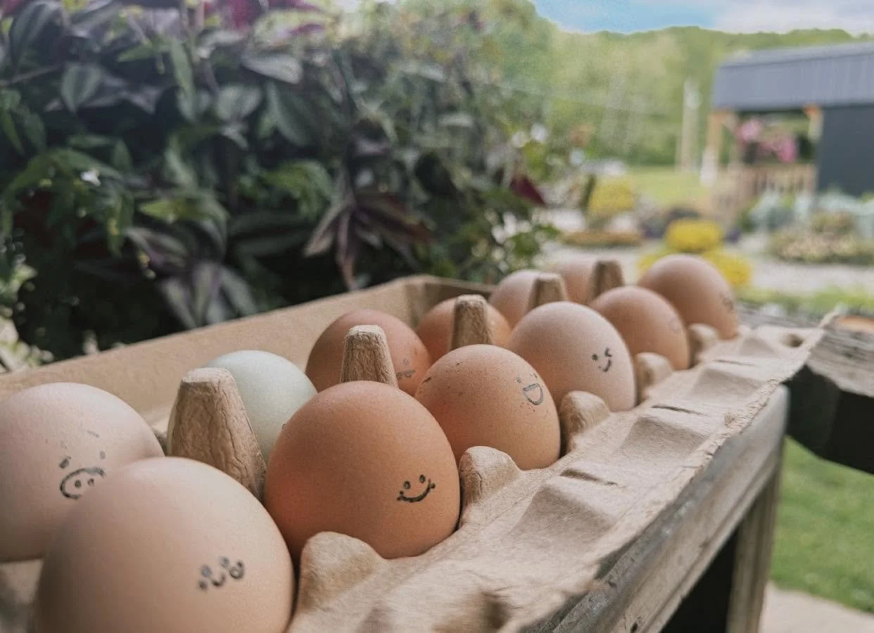 websiteeggsggs.jpg