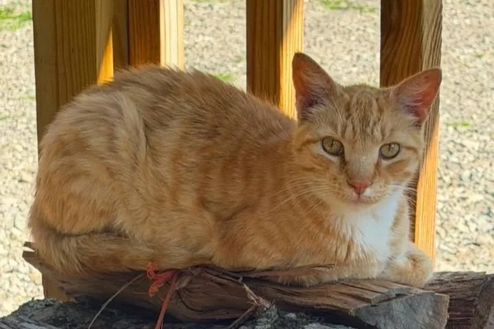porchgreeter.jpg