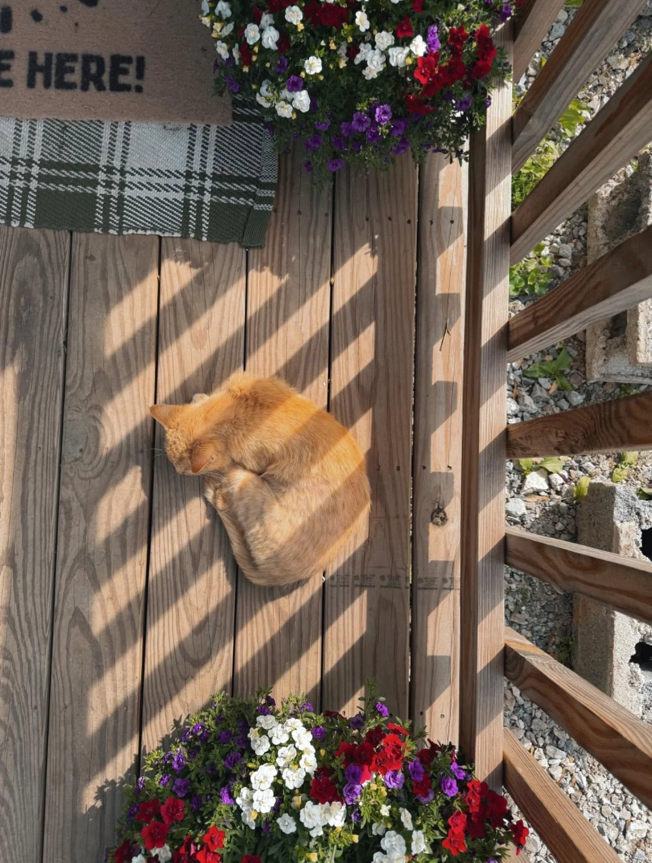 An orange tabby cat sitting on a wooden deck near colorful petunias in pots, with a doormat and a railing casting shadows.