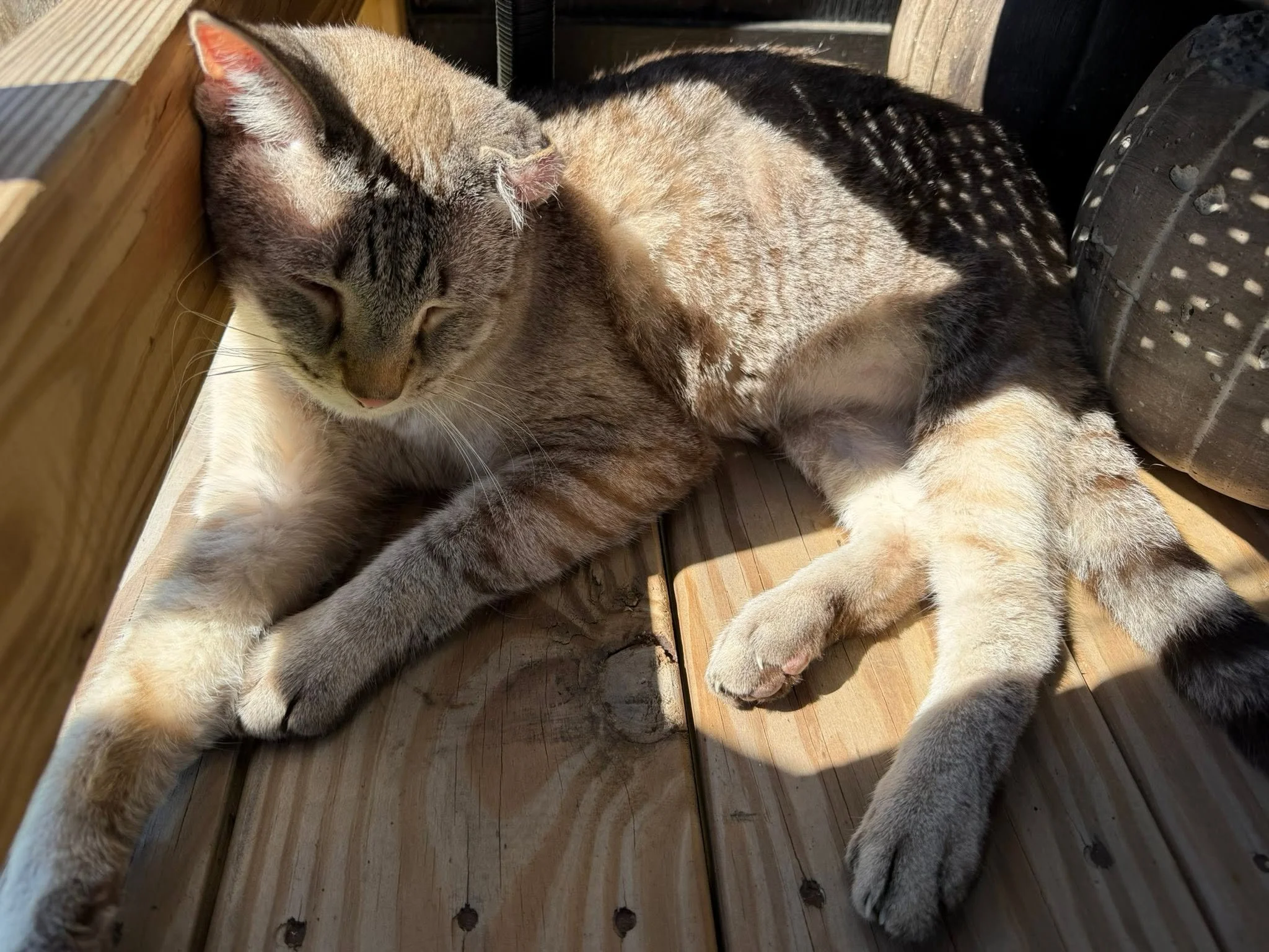 porchgreeter5.jpg