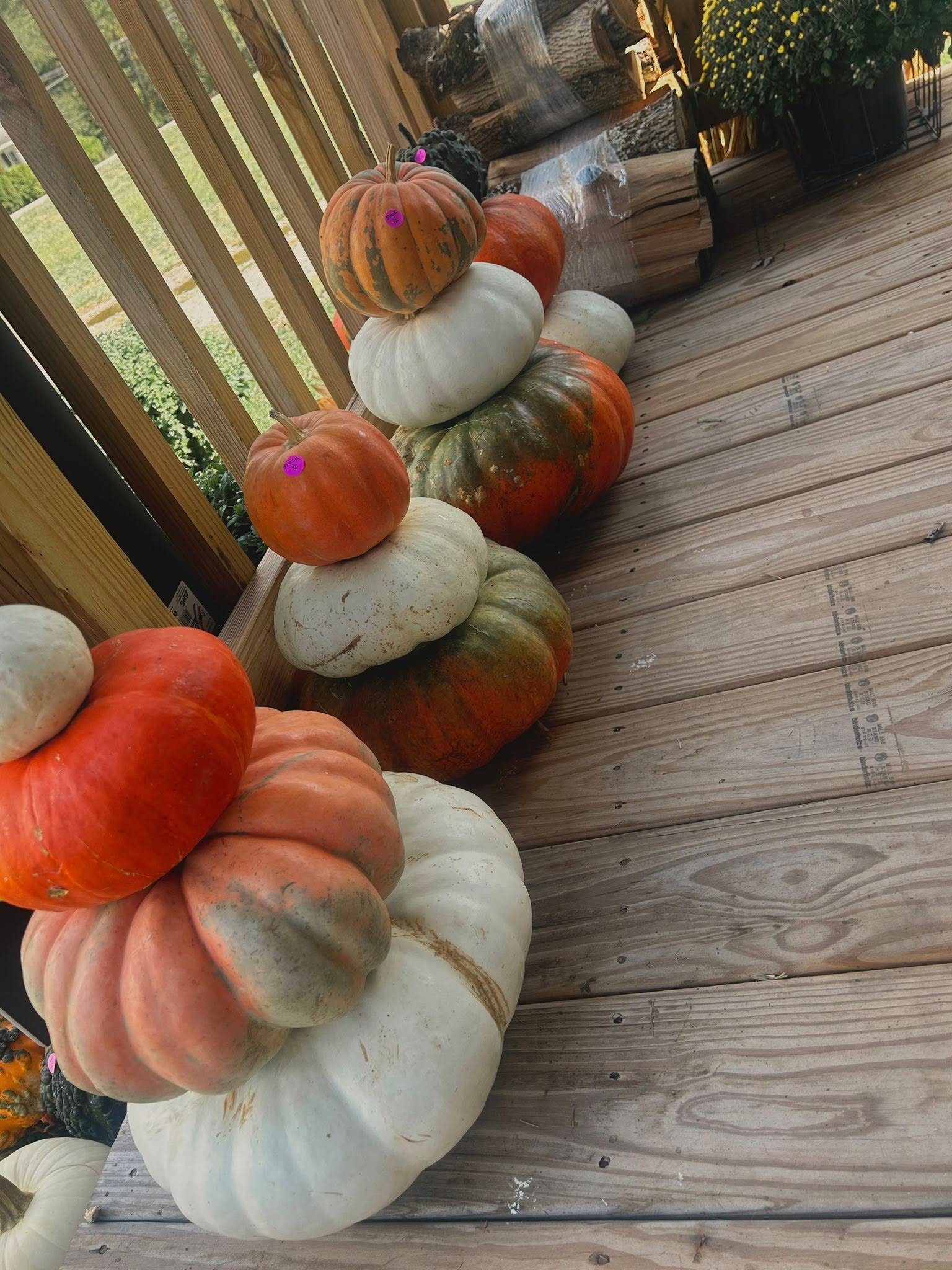 pumpkins1.jpg