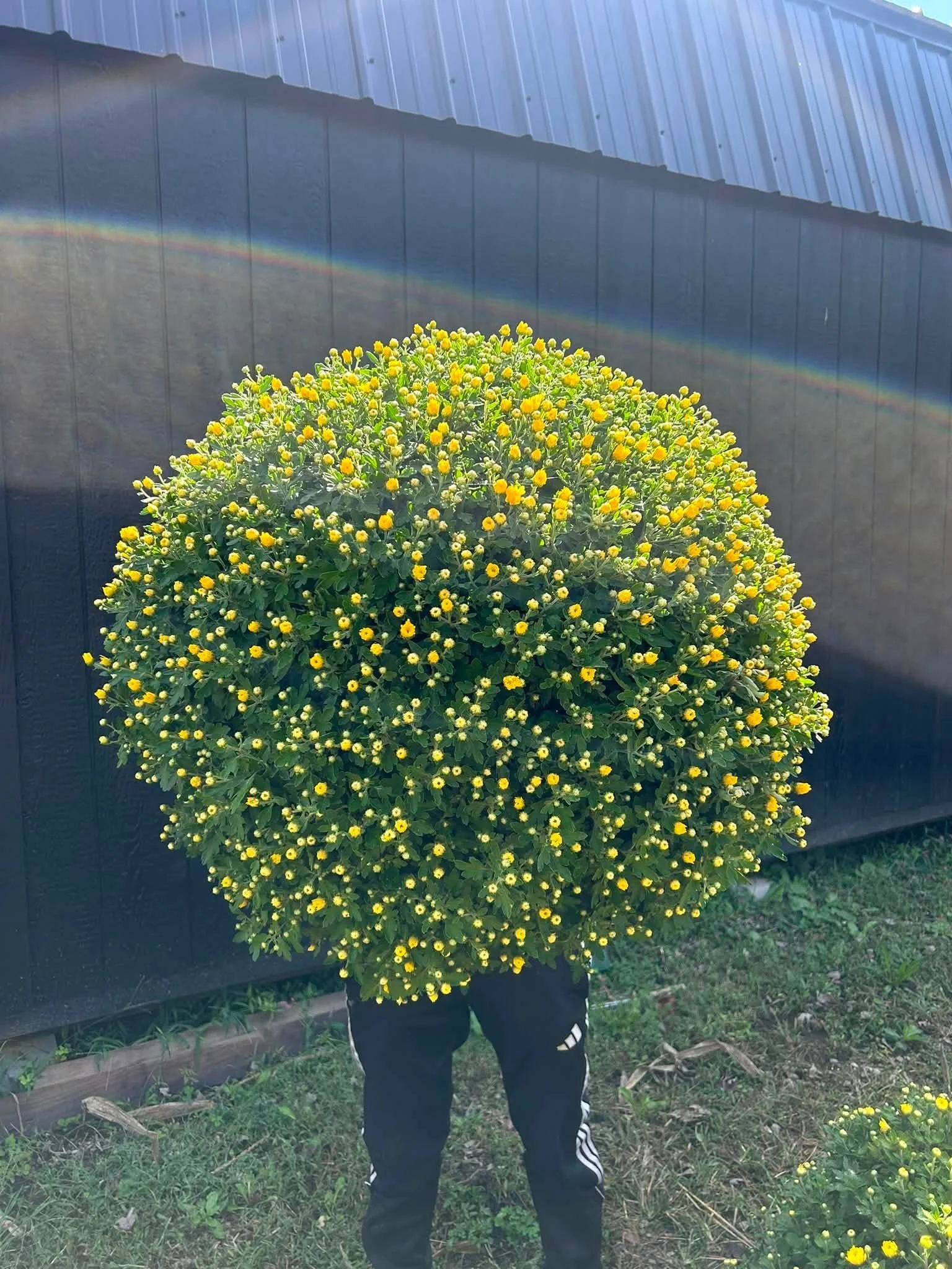 mums9.jpg