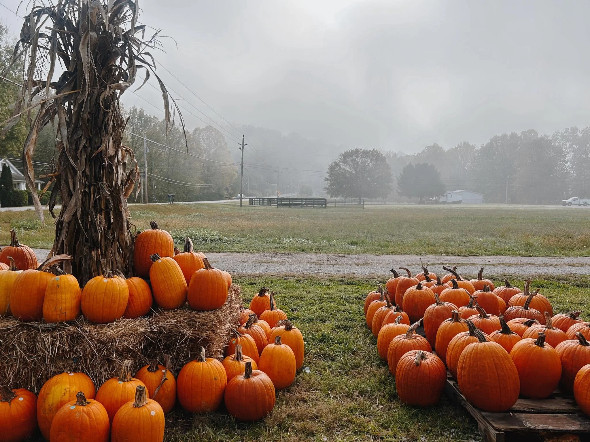 pumpkins.jpg