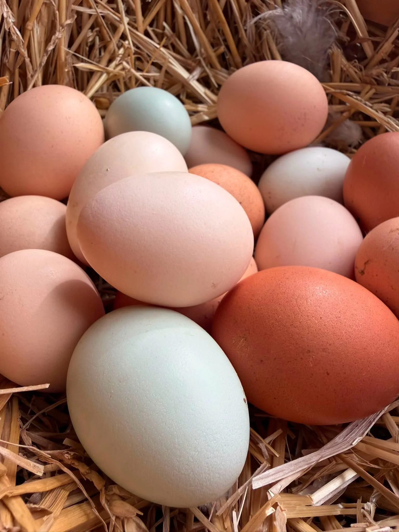 A collection of various colored eggs with shades of white, beige, brown, and light green, resting on a bed of straw or hay.