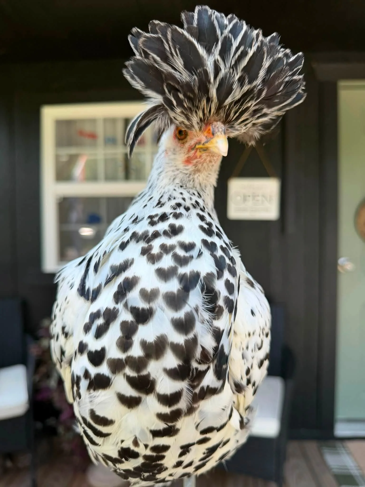 Close-up of a chicken with a feathered crest on its head, patterned black and white feathers, and a yellow beak, standing outside near a building.