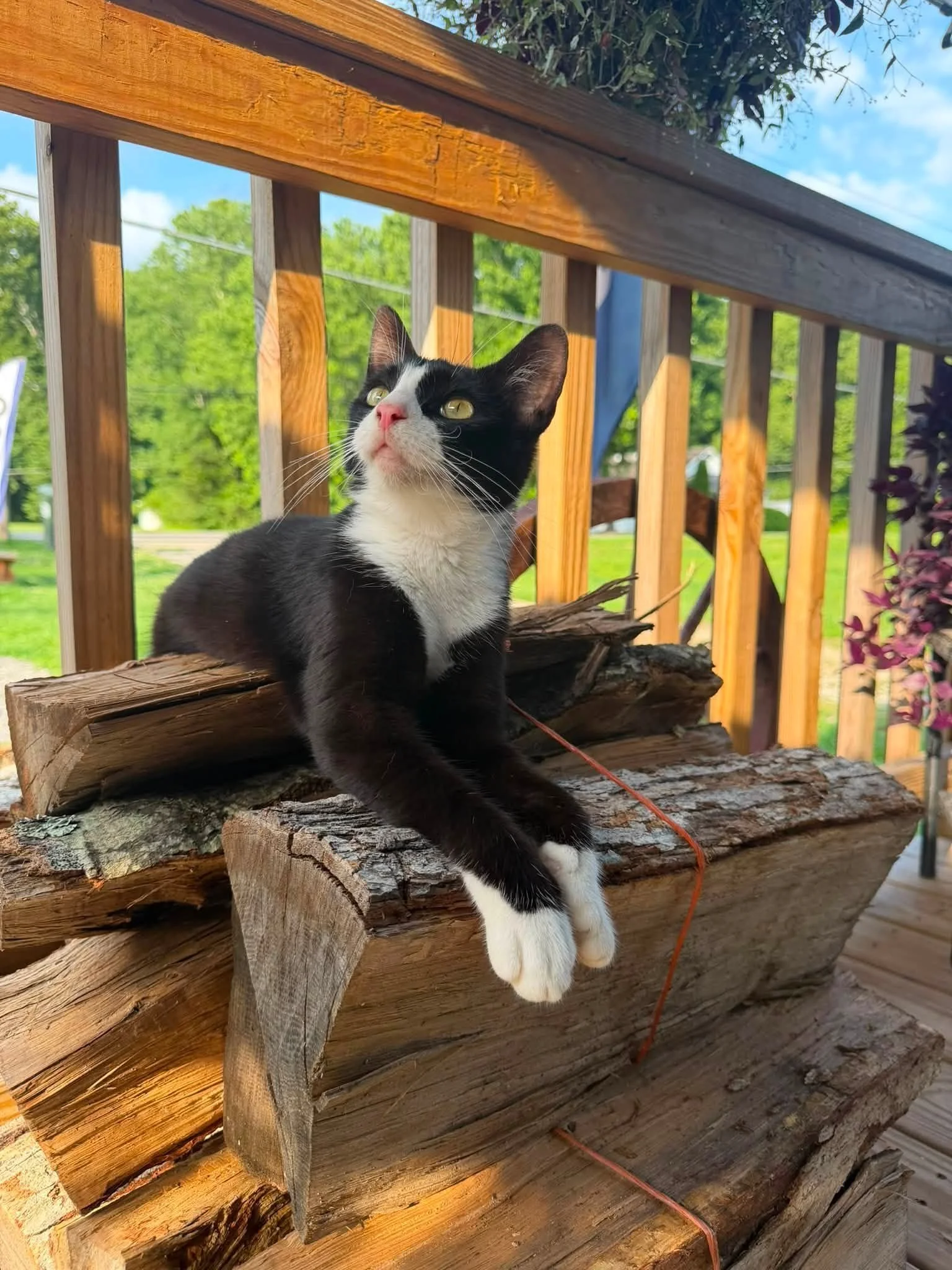 porchgreeter2.jpg