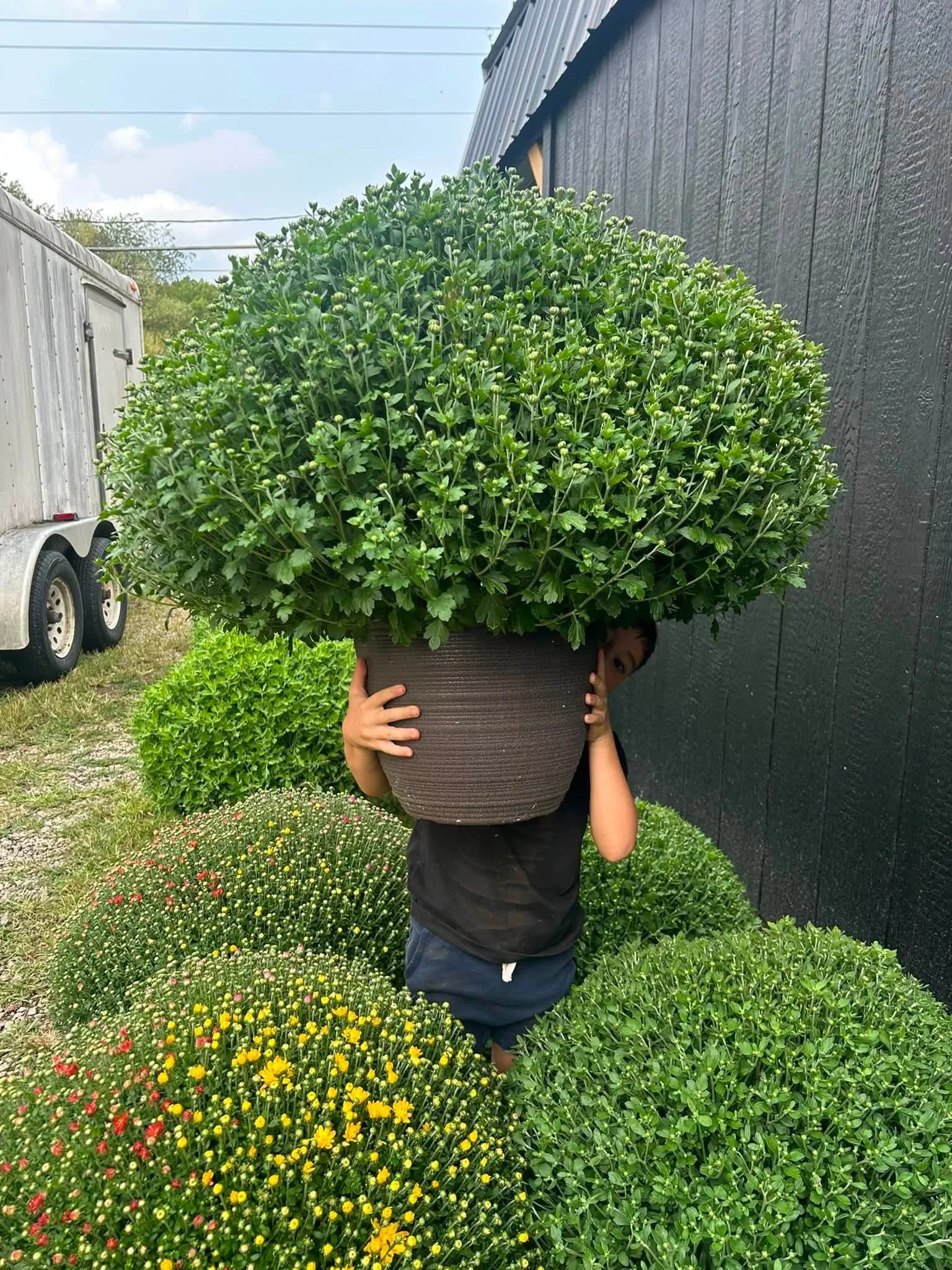 mums3.jpg