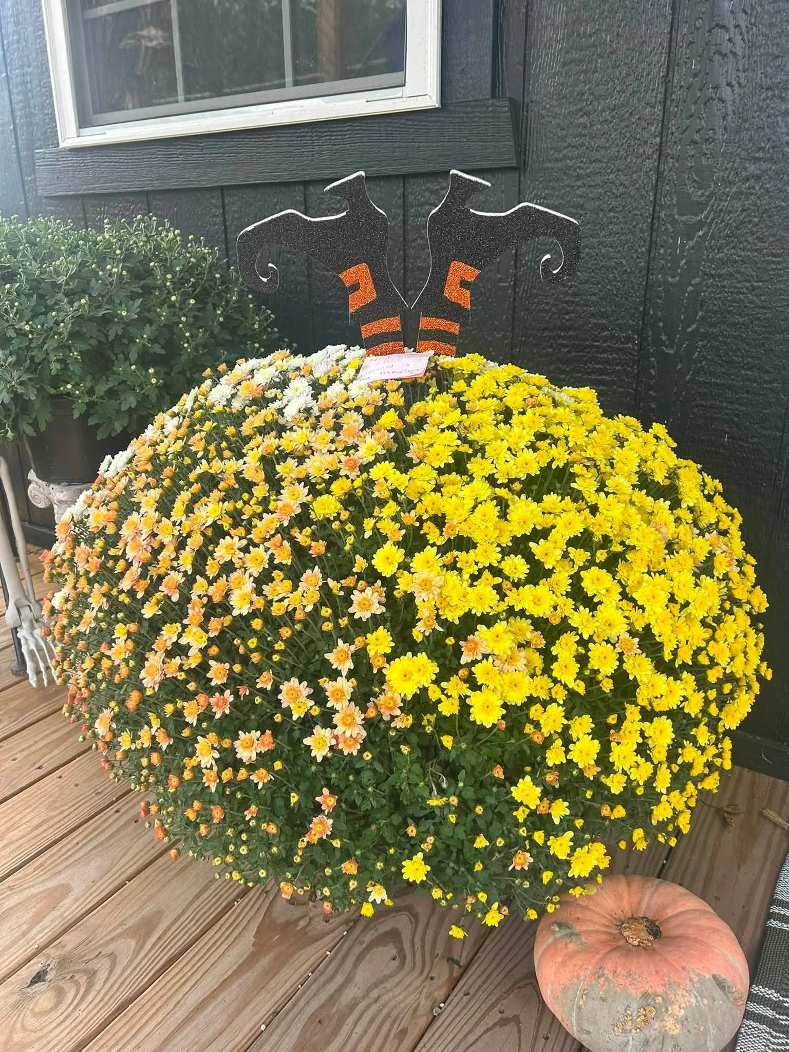mums8.jpg