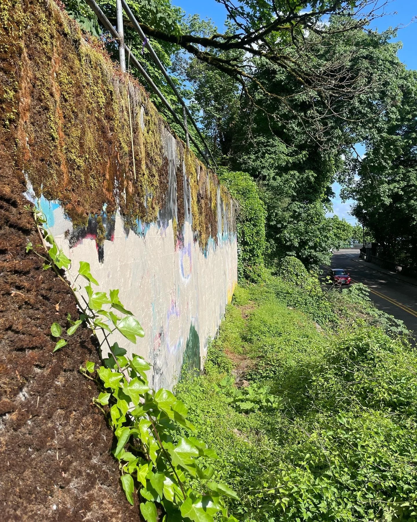 A sidewalk next to a moss-covered wall with colorful graffiti, trees with dense green foliage, and parked cars along the street on a sunny day.
