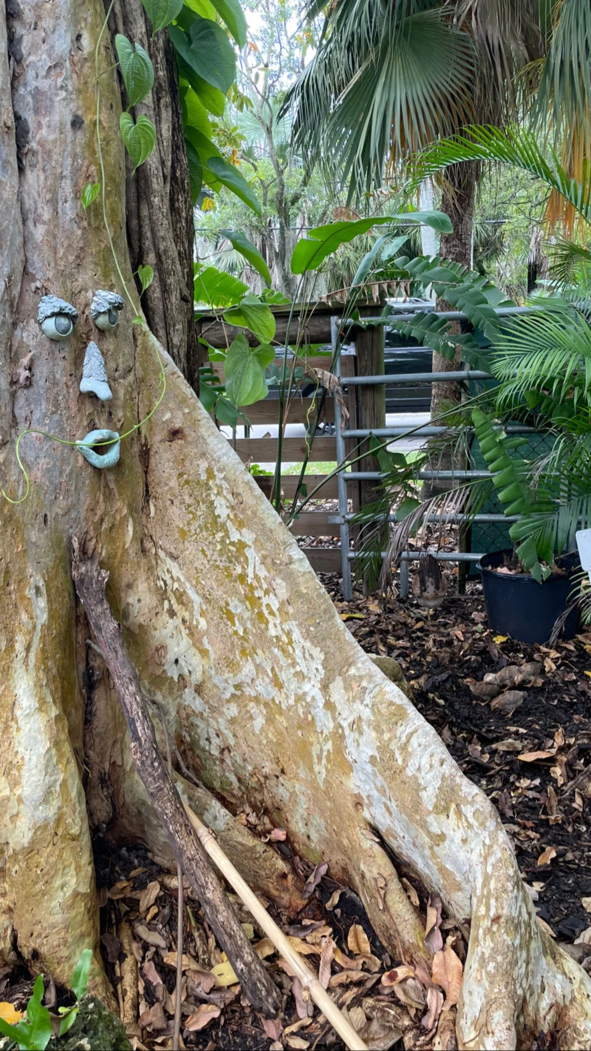 A large tree trunk with face-like features made of rocks and lime on the left side. The tree has various green leaves and vines growing on it, with a background of tropical plants, a wooden fence, and a parked vehicle.