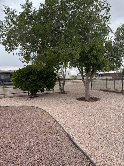 A garden area with gravel ground, two large trees, and a fence in the background.
