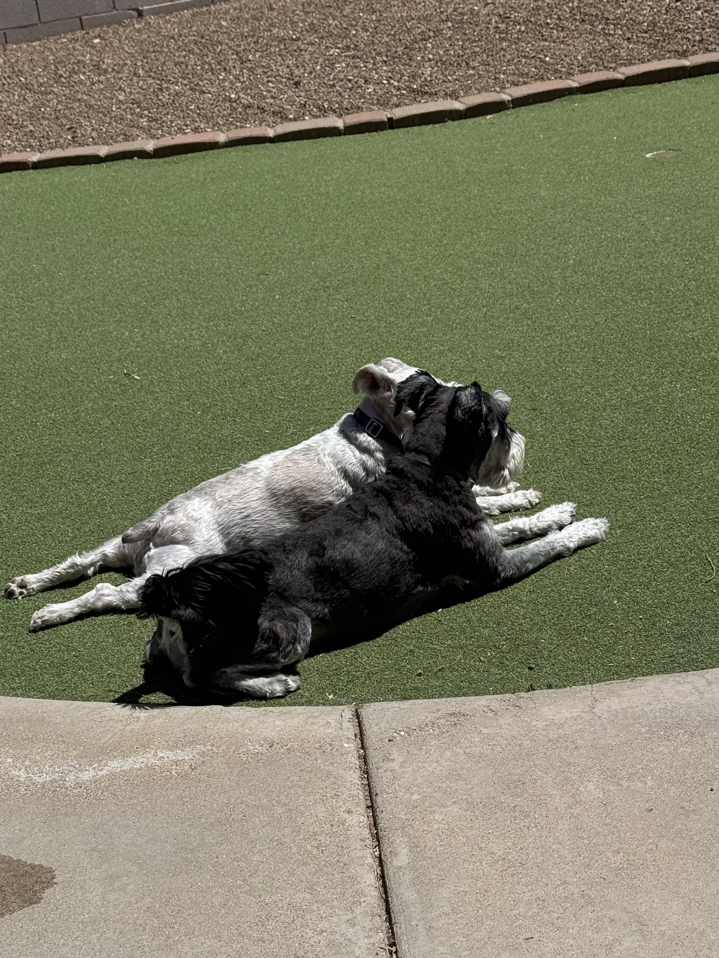 Two dogs laying on a green turf area with a brick border, next to a concrete sidewalk and gravel pathway.