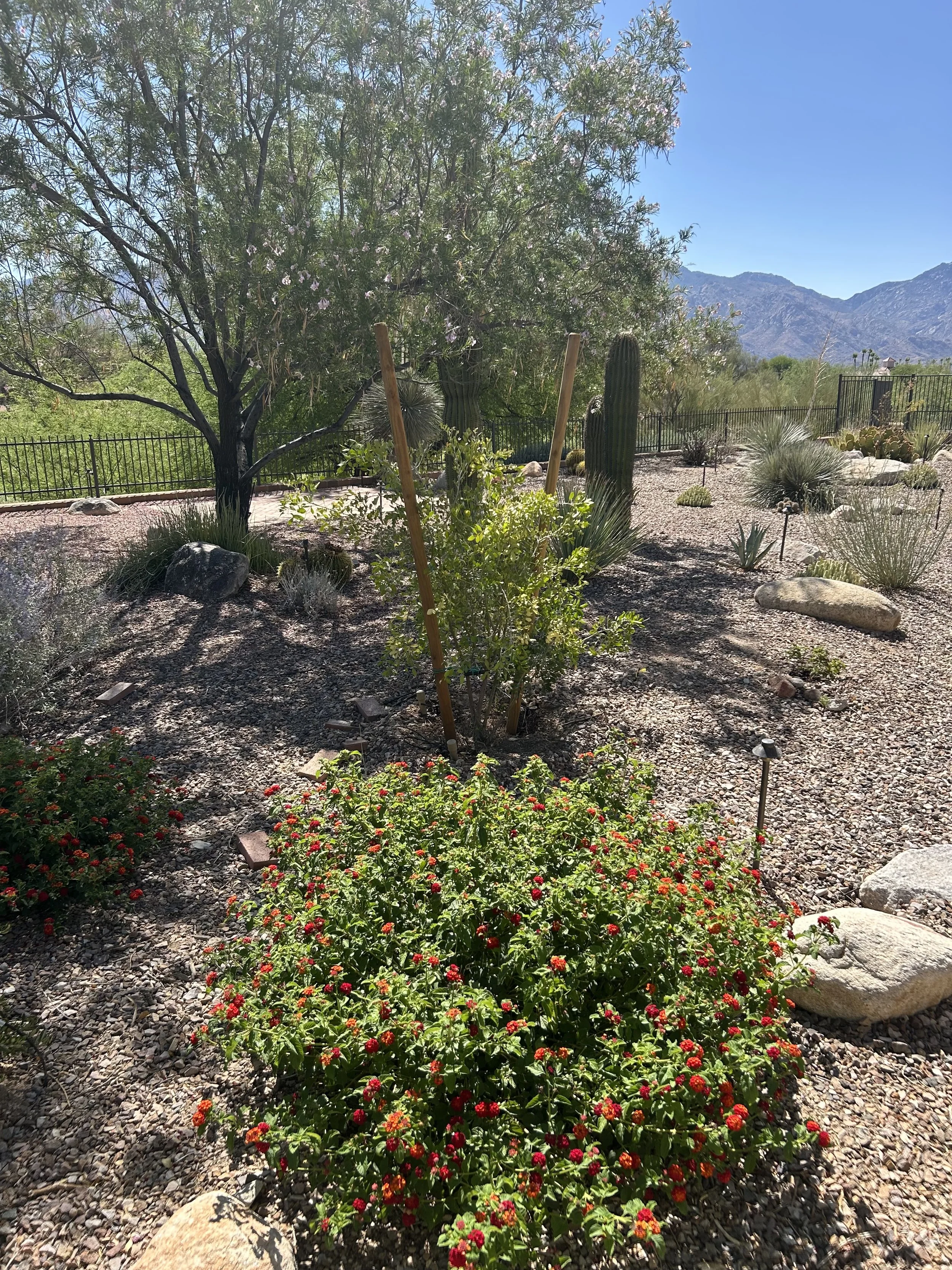 A desert garden with a large flowering tree, cacti, and other drought-tolerant plants under a clear blue sky, mountains in the background.