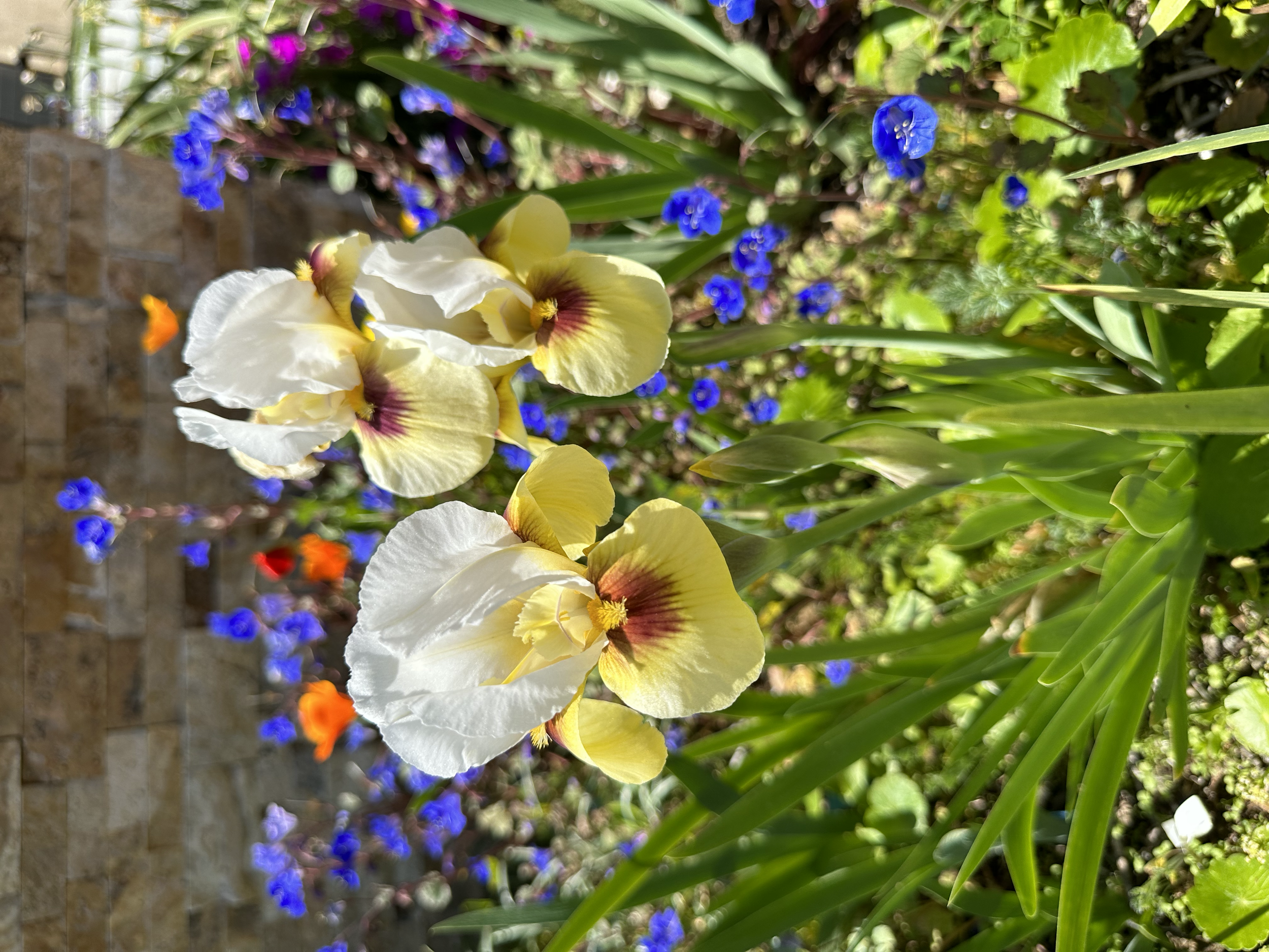 Desert Irises and California Wildflowers