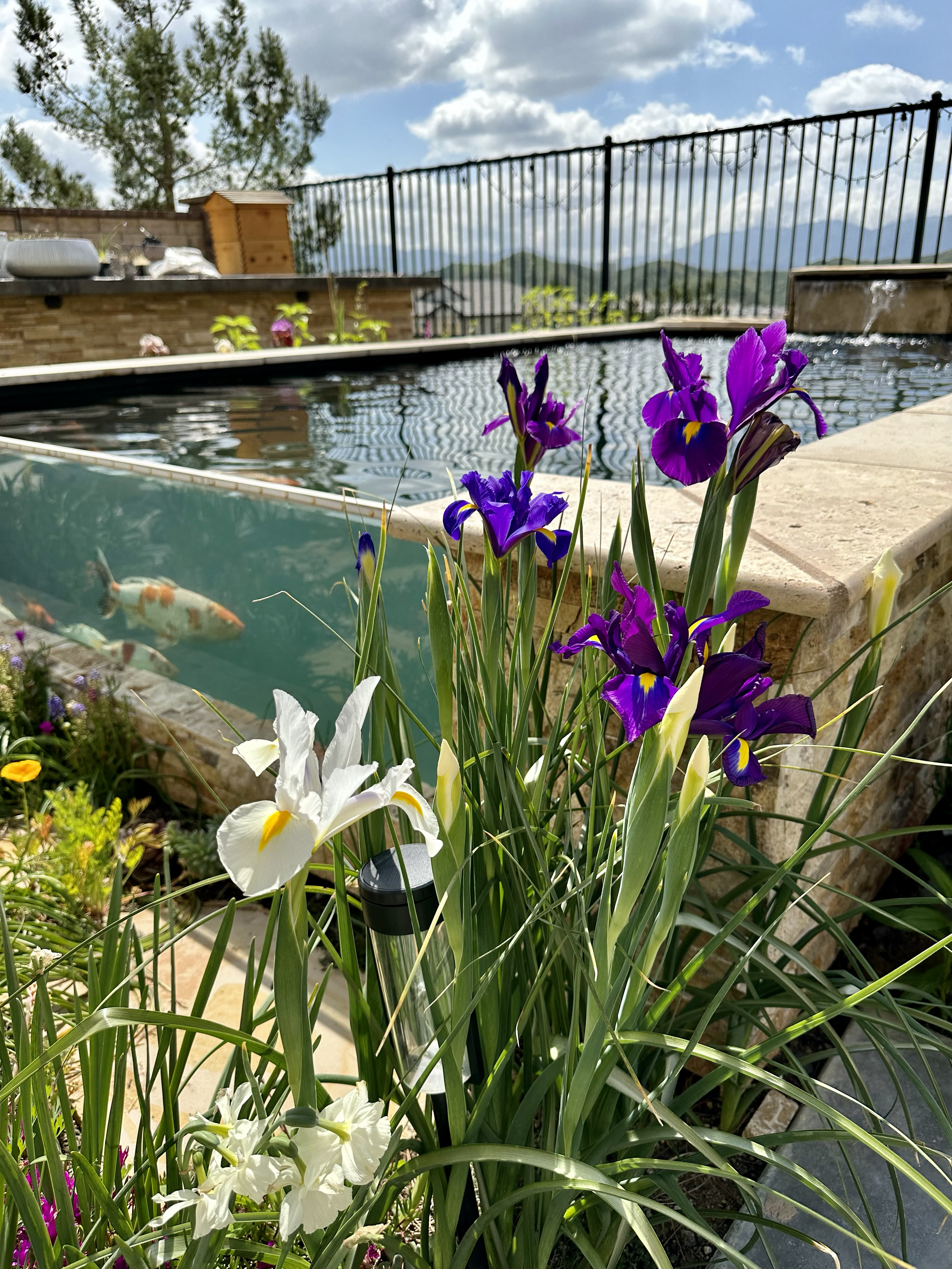 Bulbous Irises and formal koi pond