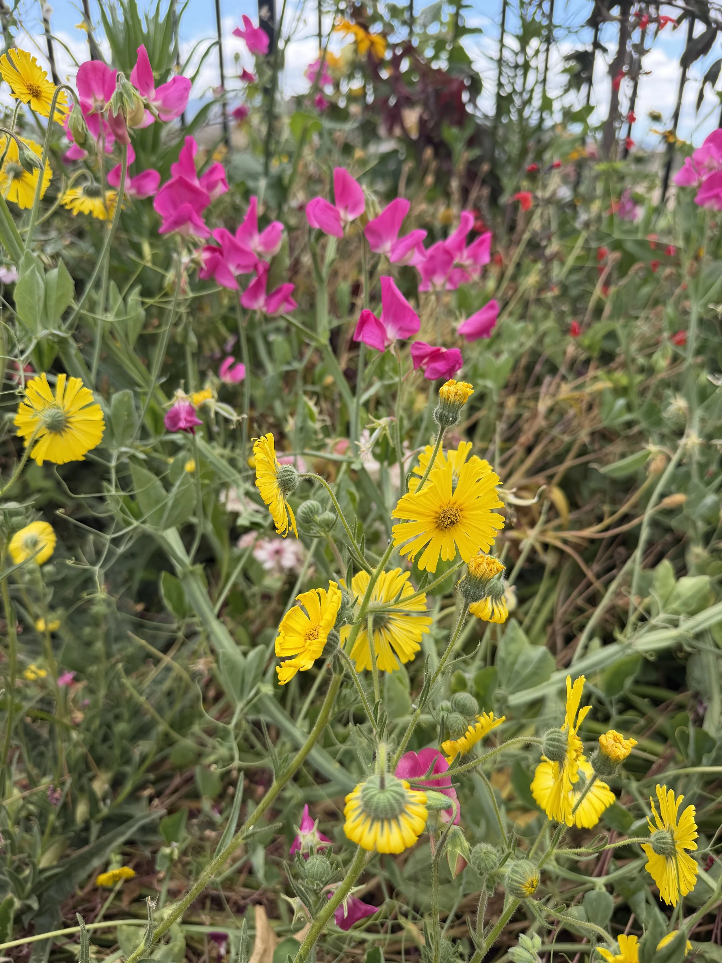 Close-up of colorful wildflowers including pink, yellow, and red blossoms growing among green leaves and grass in a natural setting.