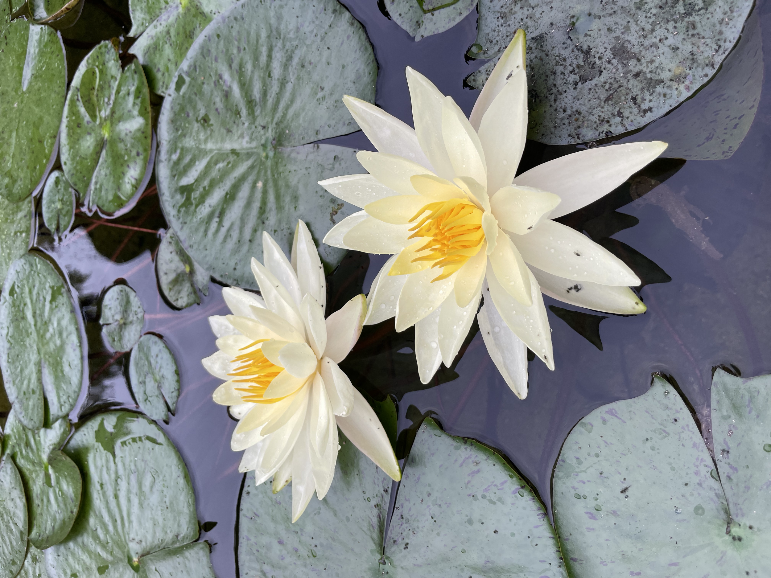 peaceful waterlilies