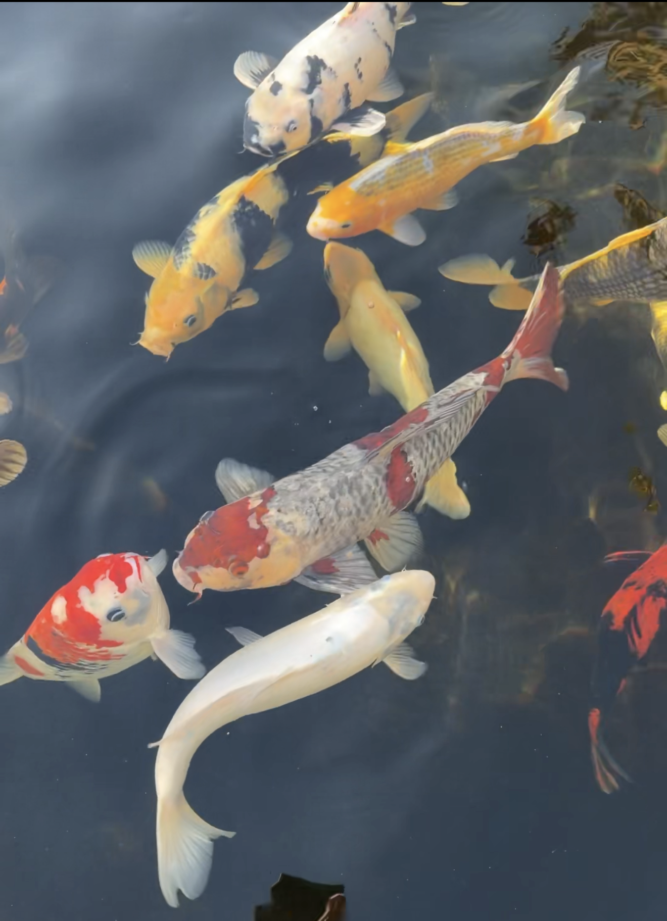 Colorful koi fish swimming in a pond, with shades of orange, white, black, and yellow.