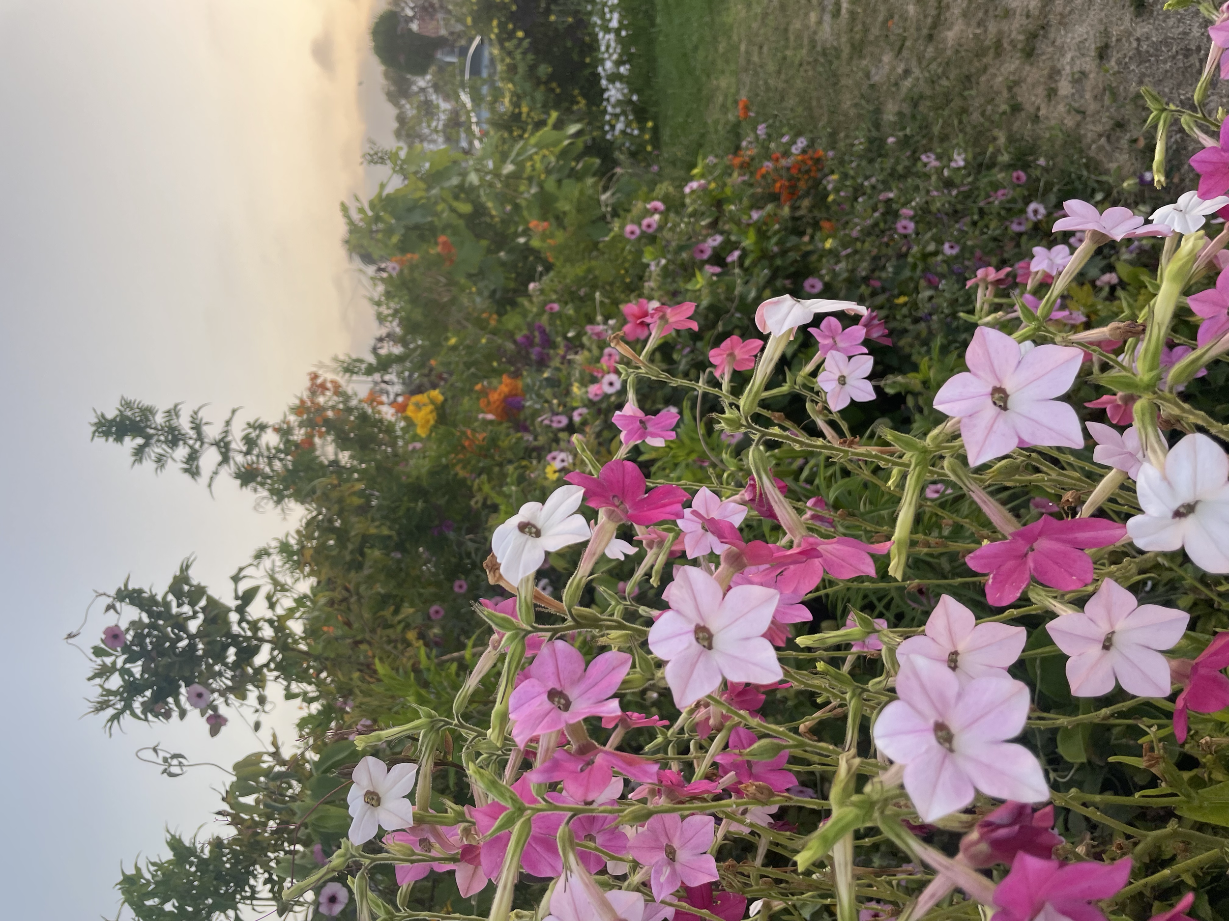 Flowering tobacco perfumes the evening air