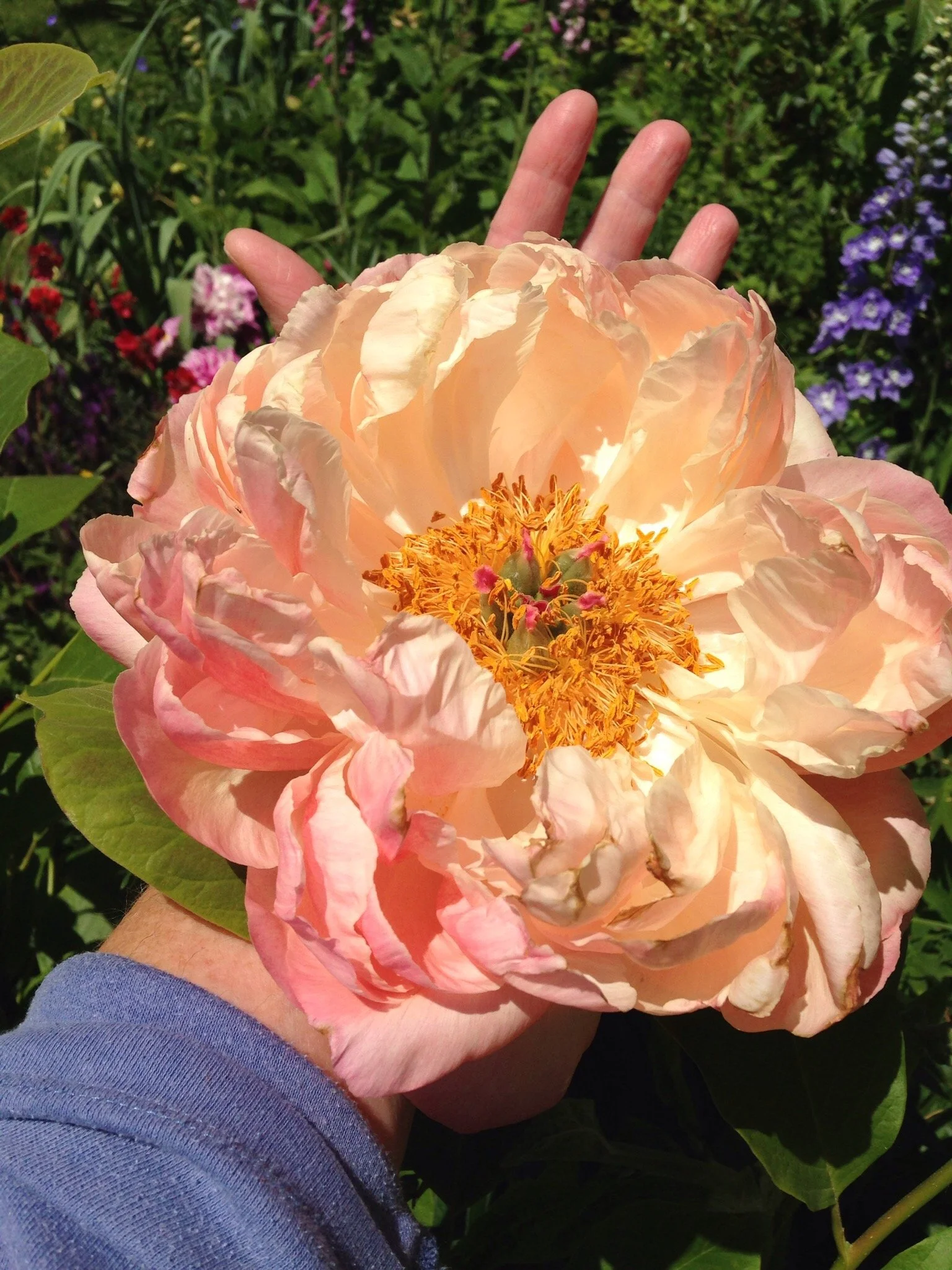 A person holding a large peach-colored peony flower in a garden with green foliage and purple flowers in the background.