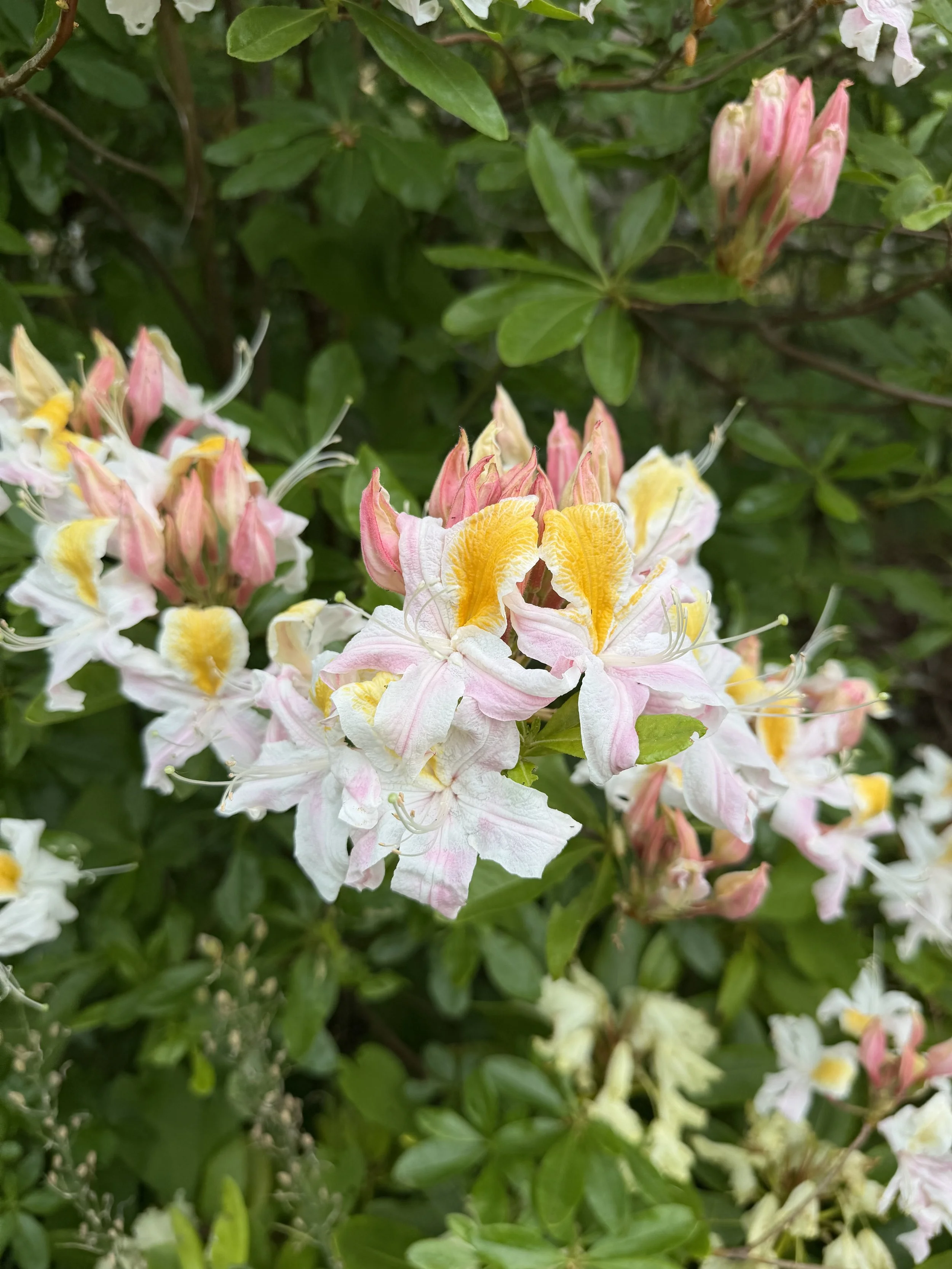 Colorful clusters of azalea flowers with pink, white, and yellow petals among green foliage.