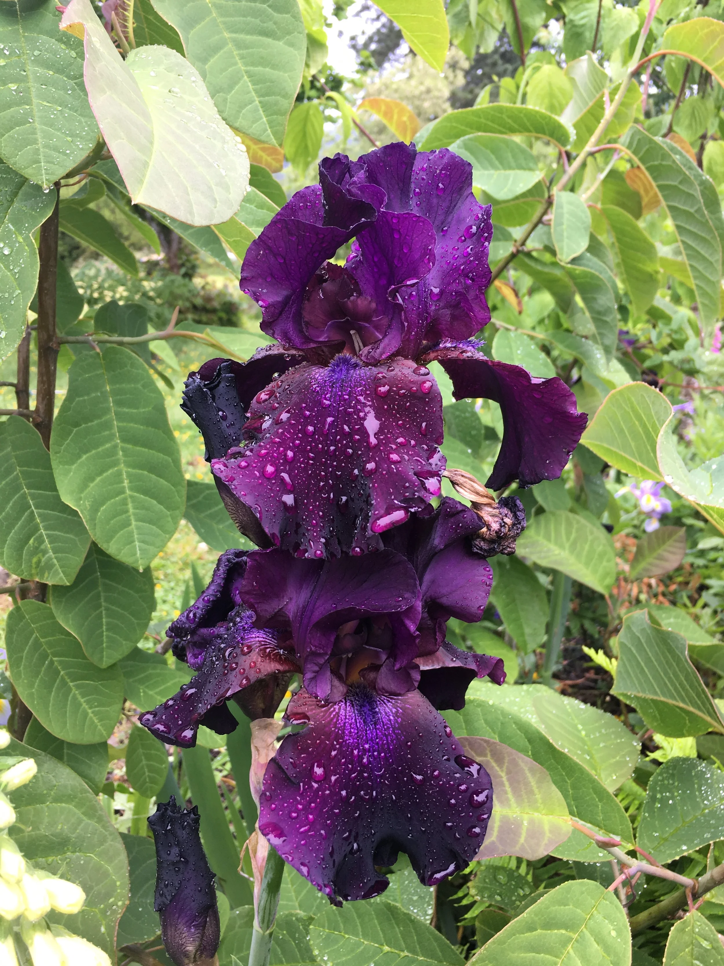 Close-up of a purple iris flower with water droplets on its petals, surrounded by green leaves.