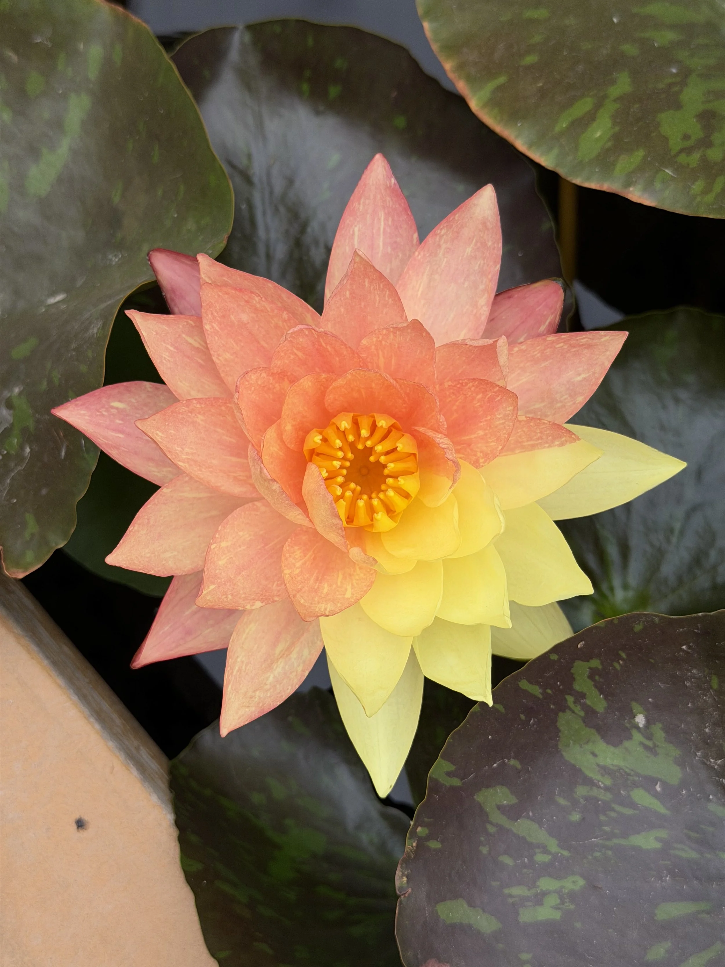 A vibrant pink and yellow water lily flower floating on dark water, surrounded by large green and brown variegated lily pads.