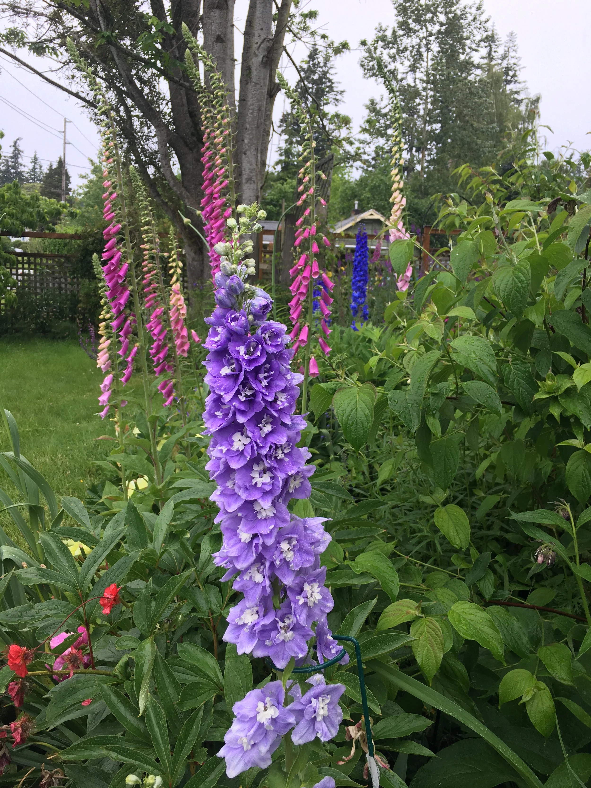 Purple and pink flowers, possibly delphiniums or snapdragons, growing in a garden with green foliage and trees in the background.