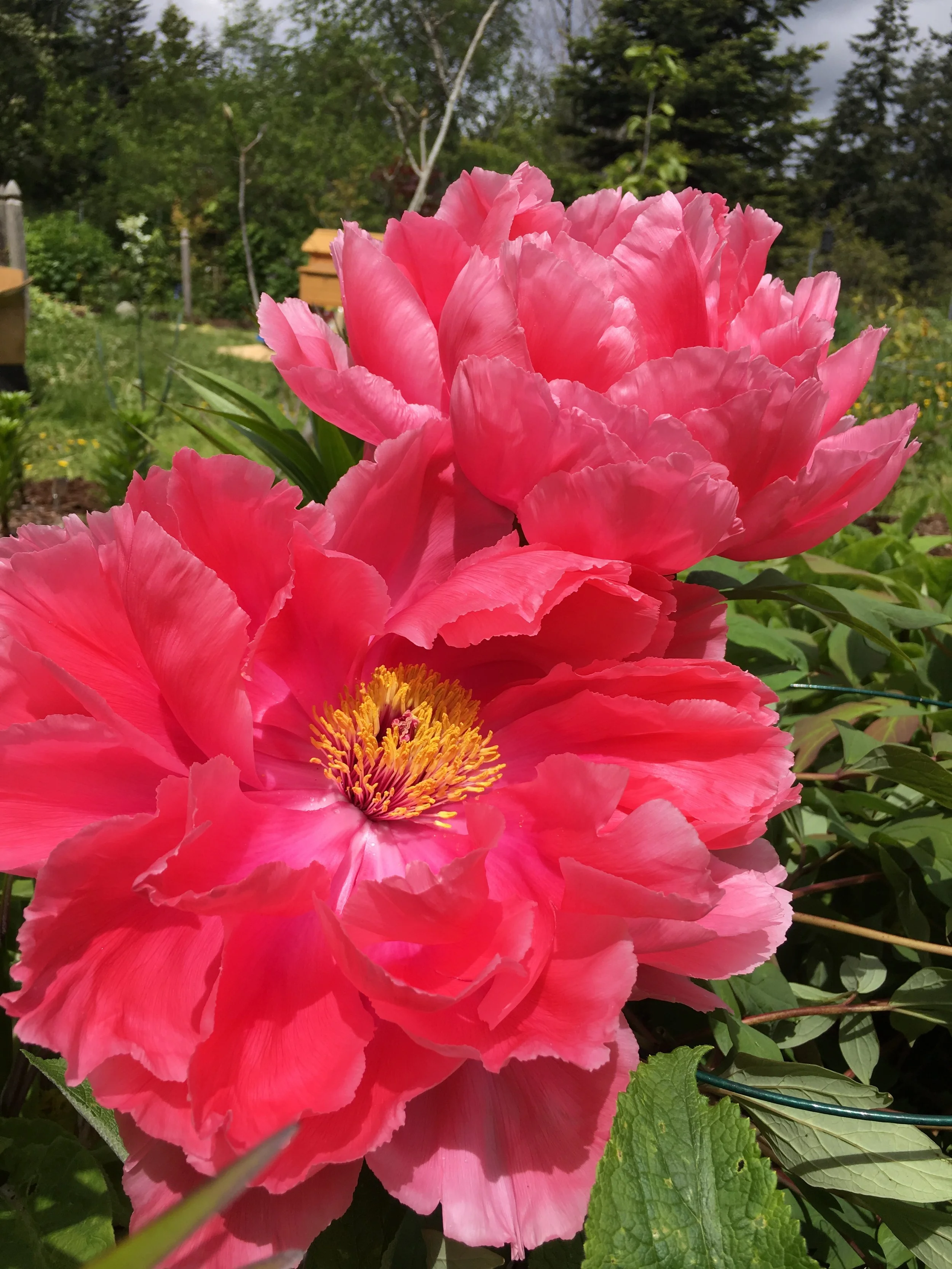 Heritage tree peonies for the collector