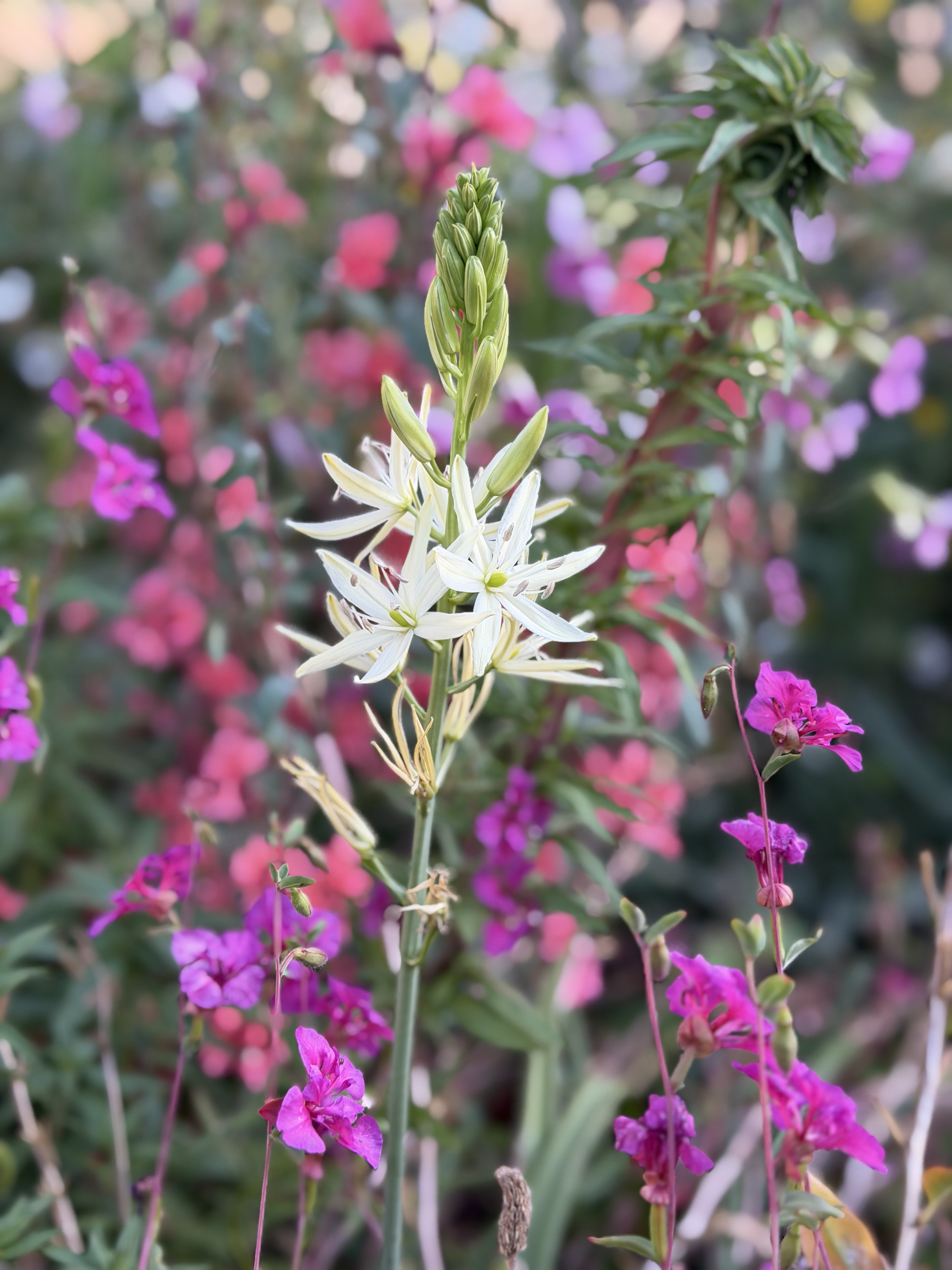 Native bulbs and annuals provide a burst of spring color