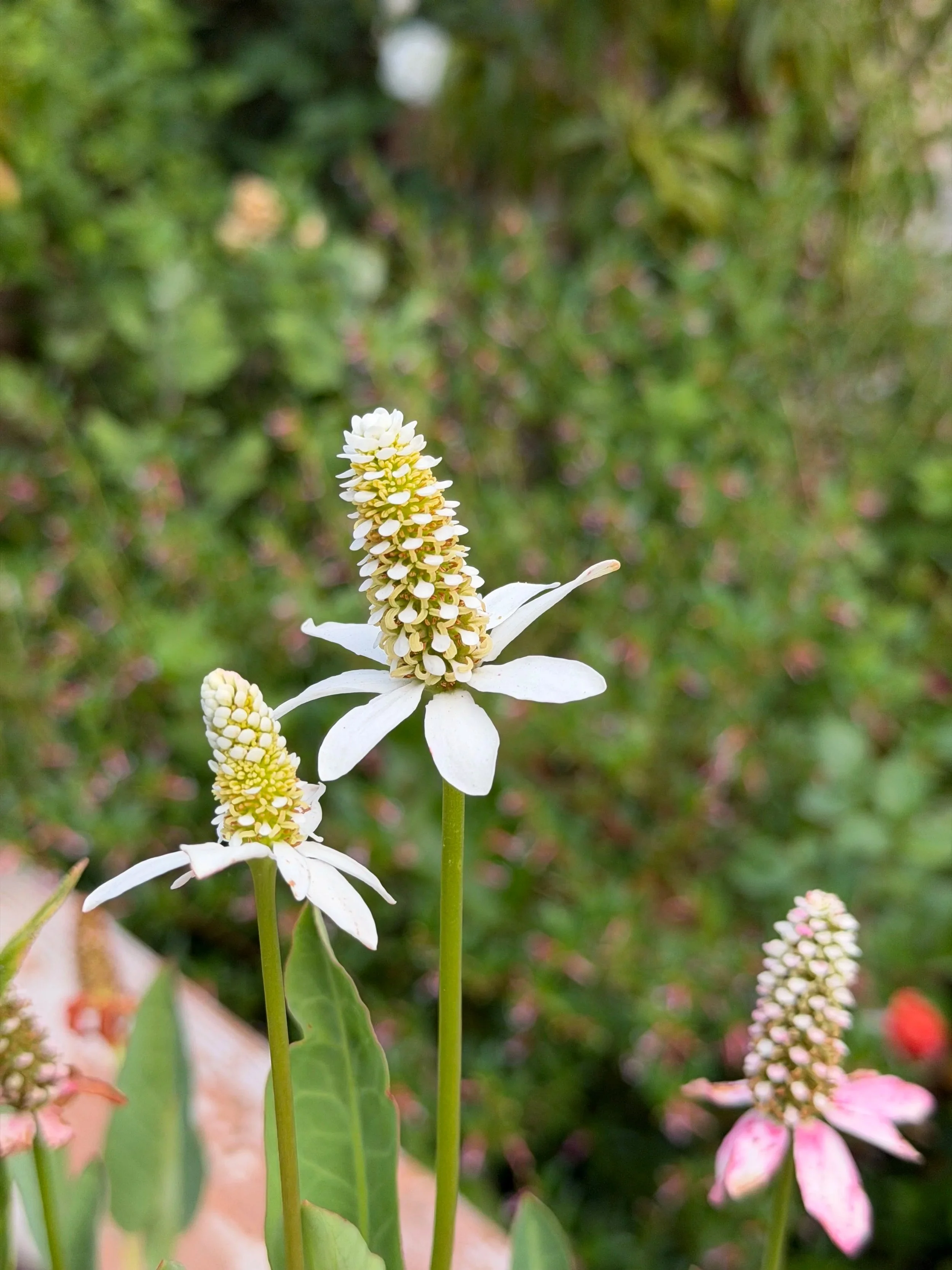 Close-up of a white flower with a tall spike of small yellow and white clustered blooms, set against a blurred green background with hints of other pink flowers.