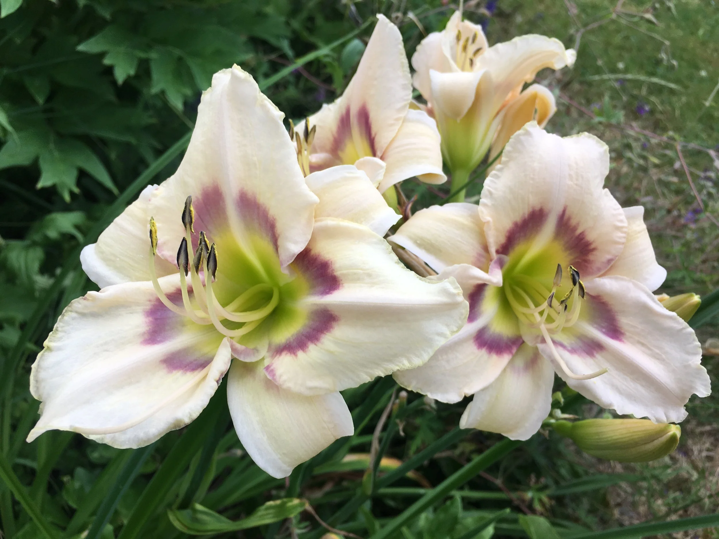 Stunning easy-care dallies